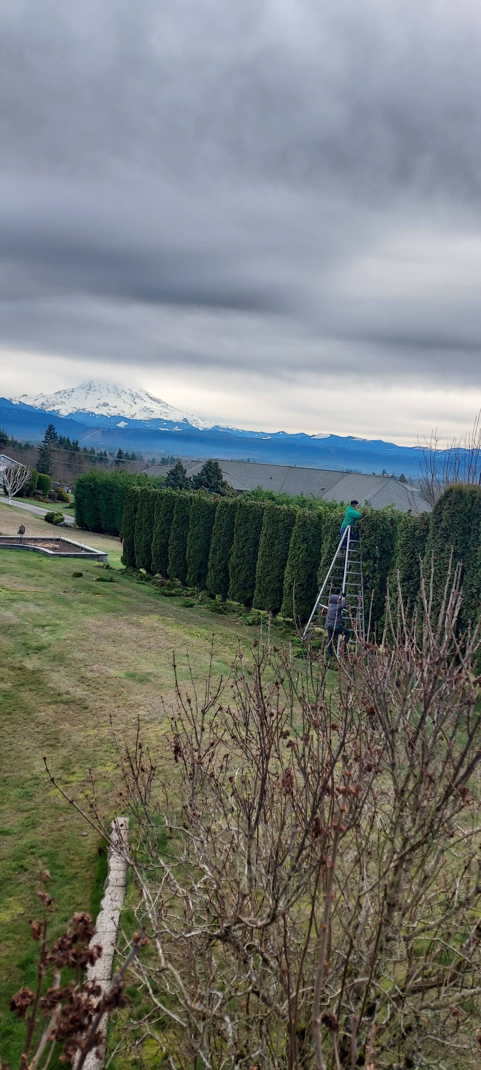 Cloudy landscape with a grassy field, trees, and snow-capped mountains in the distance