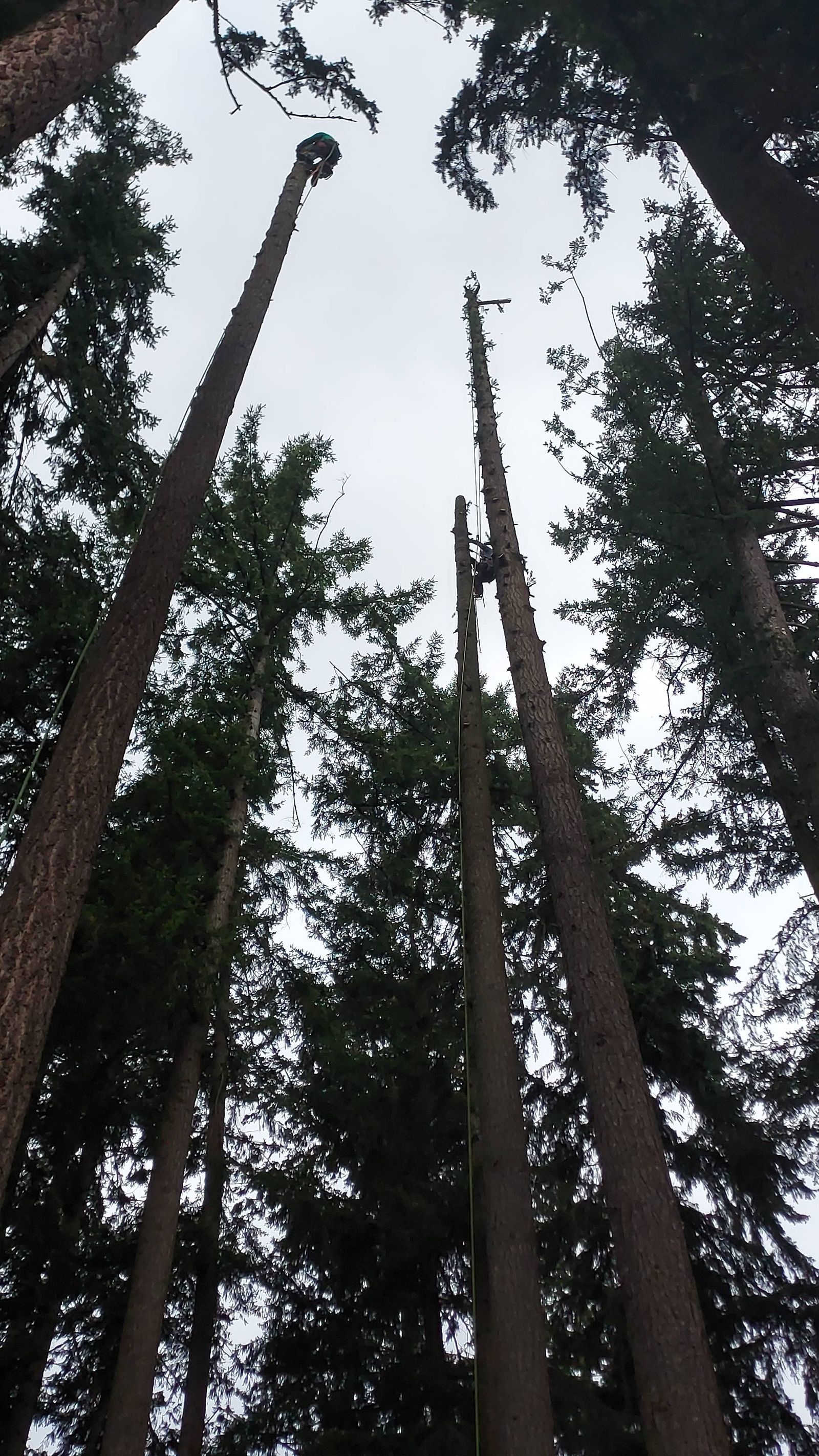 Tall tree trunks rising into a dark forest canopy, viewed from below