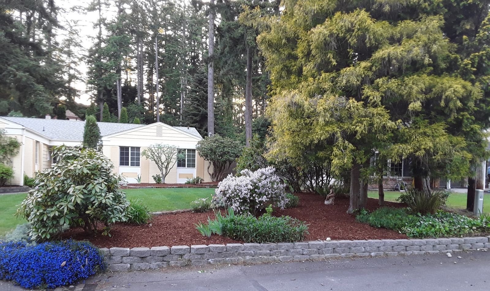 Landscaped yard with flowering shrubs, a white house, and tall trees in the background