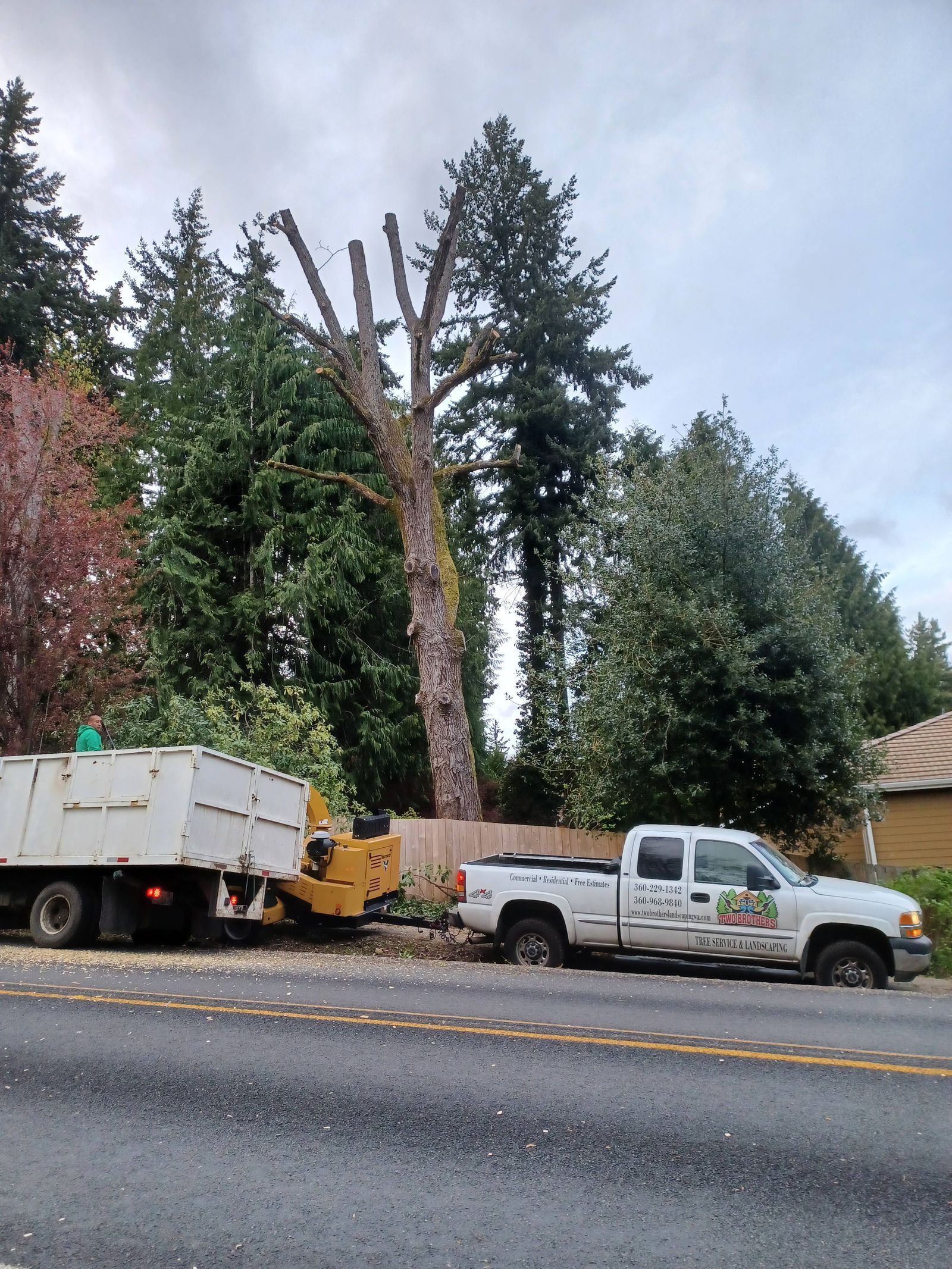 Work trucks and a wood chipper parked roadside beside tall trees under a cloudy sky