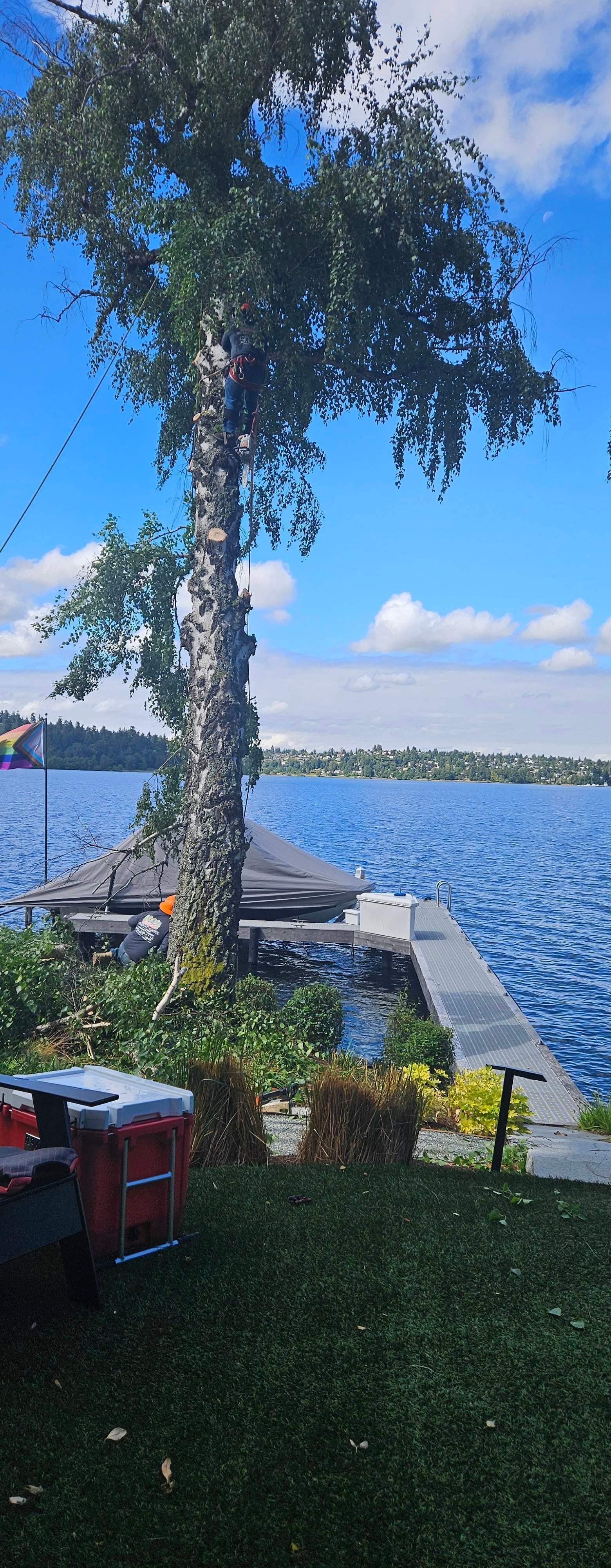 A tree by a lakeside dock with blue water, a partly cloudy sky, and red chairs in the foreground