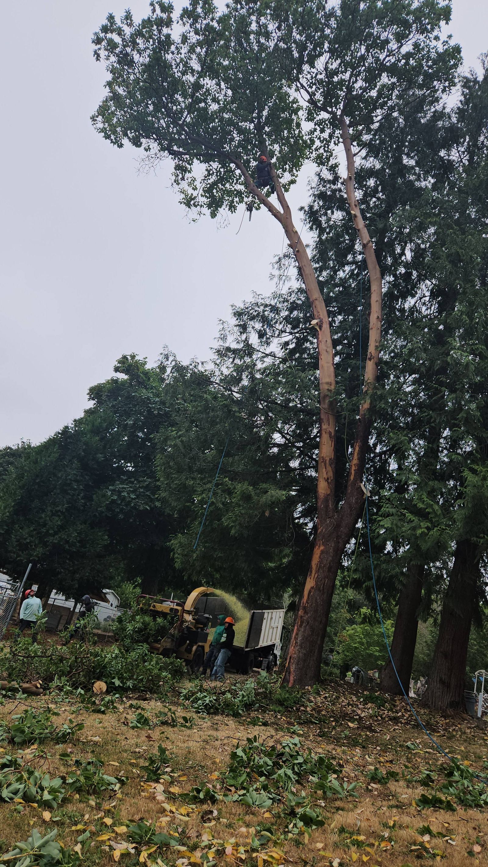 Tall tree with a split trunk in a cleared wooded area under an overcast sky