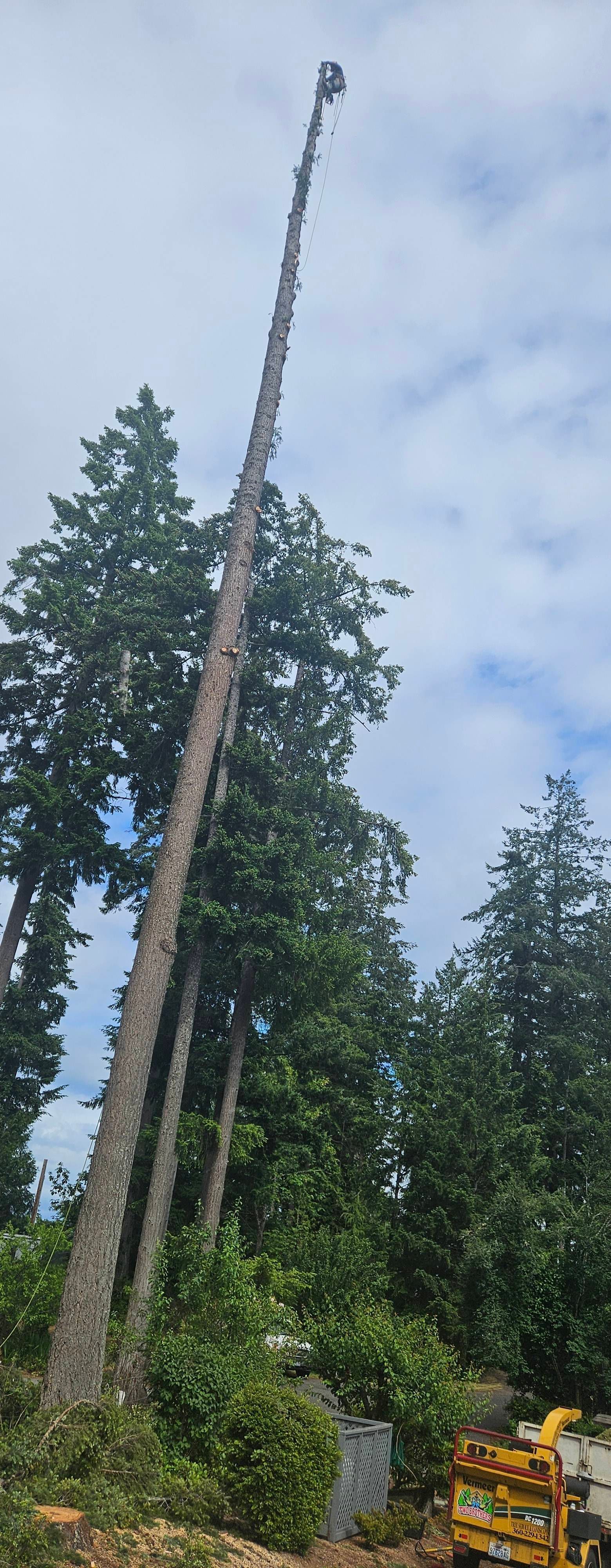 Tall bare tree trunk in a forest clearing with a blue sky and evergreen trees in the background