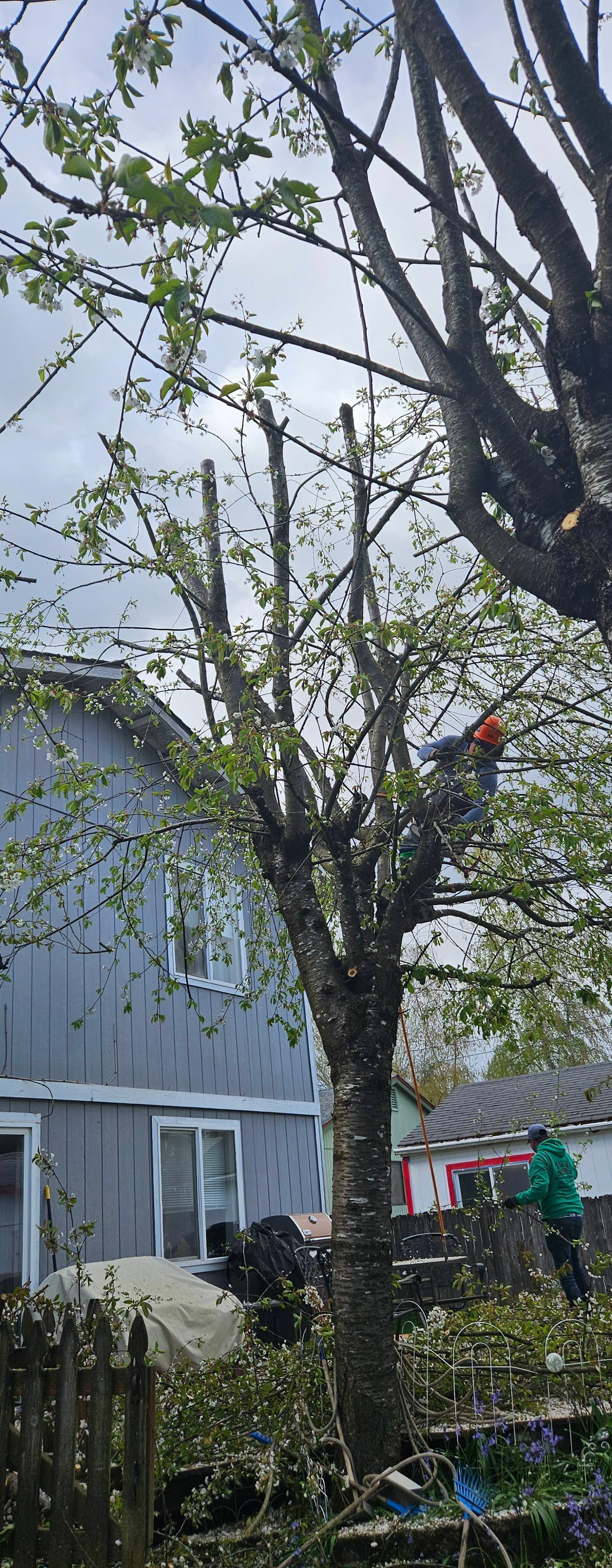 Backyard tree with bare branches, a small red bird perched near the center, and a house in the background