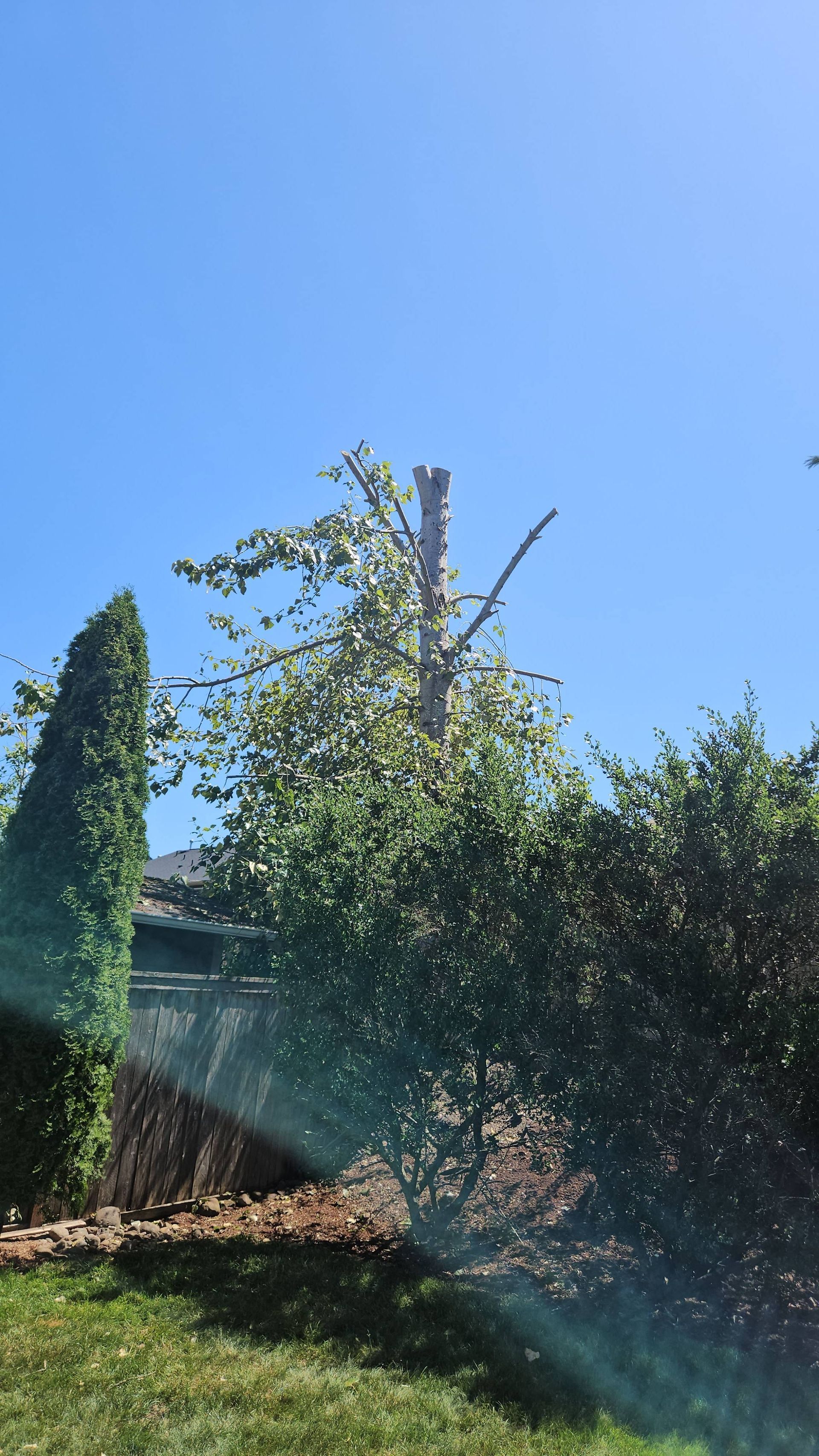 Sunny backyard with a tall tree and dense green shrubs under a clear blue sky.
