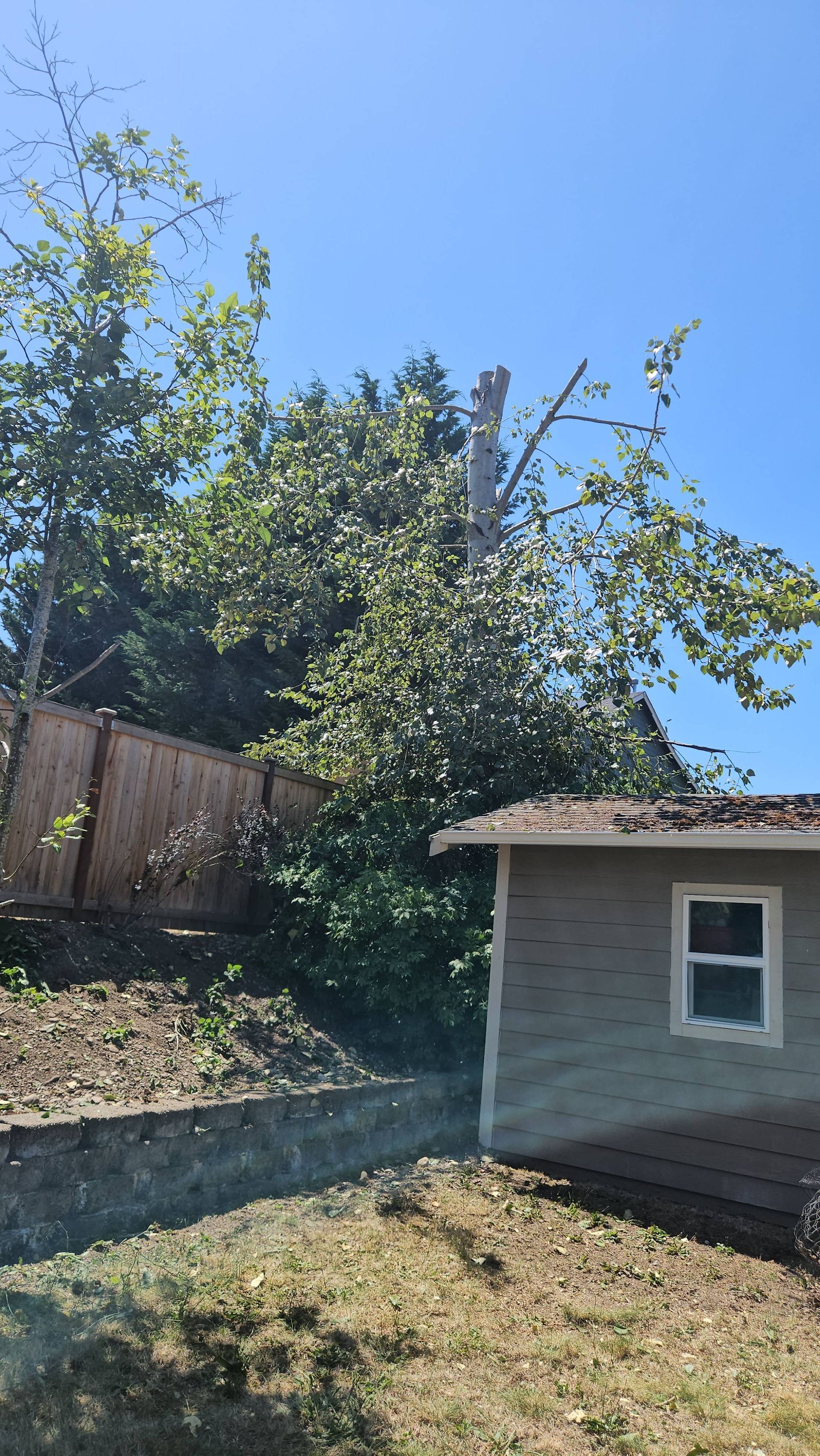 Backyard with leafy trees, a wooden fence, and a small beige shed under a clear blue sky