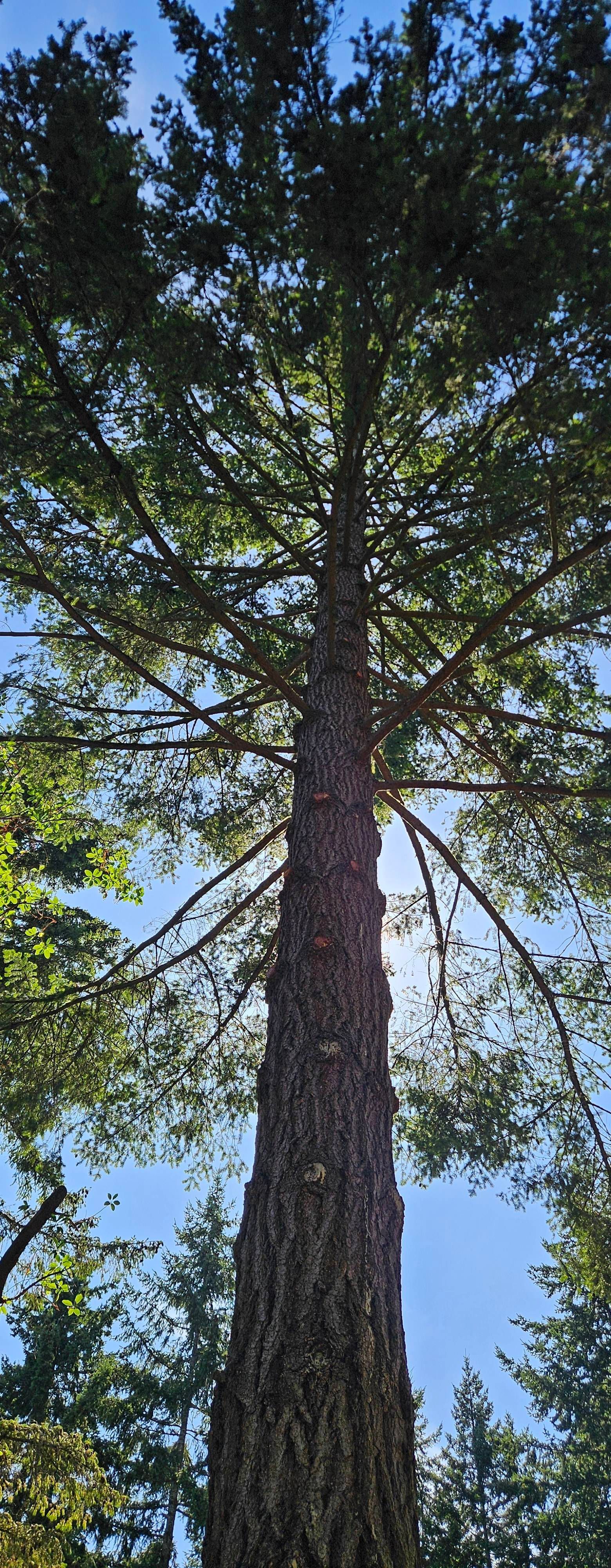 Tall evergreen tree viewed from below against a bright blue sky.