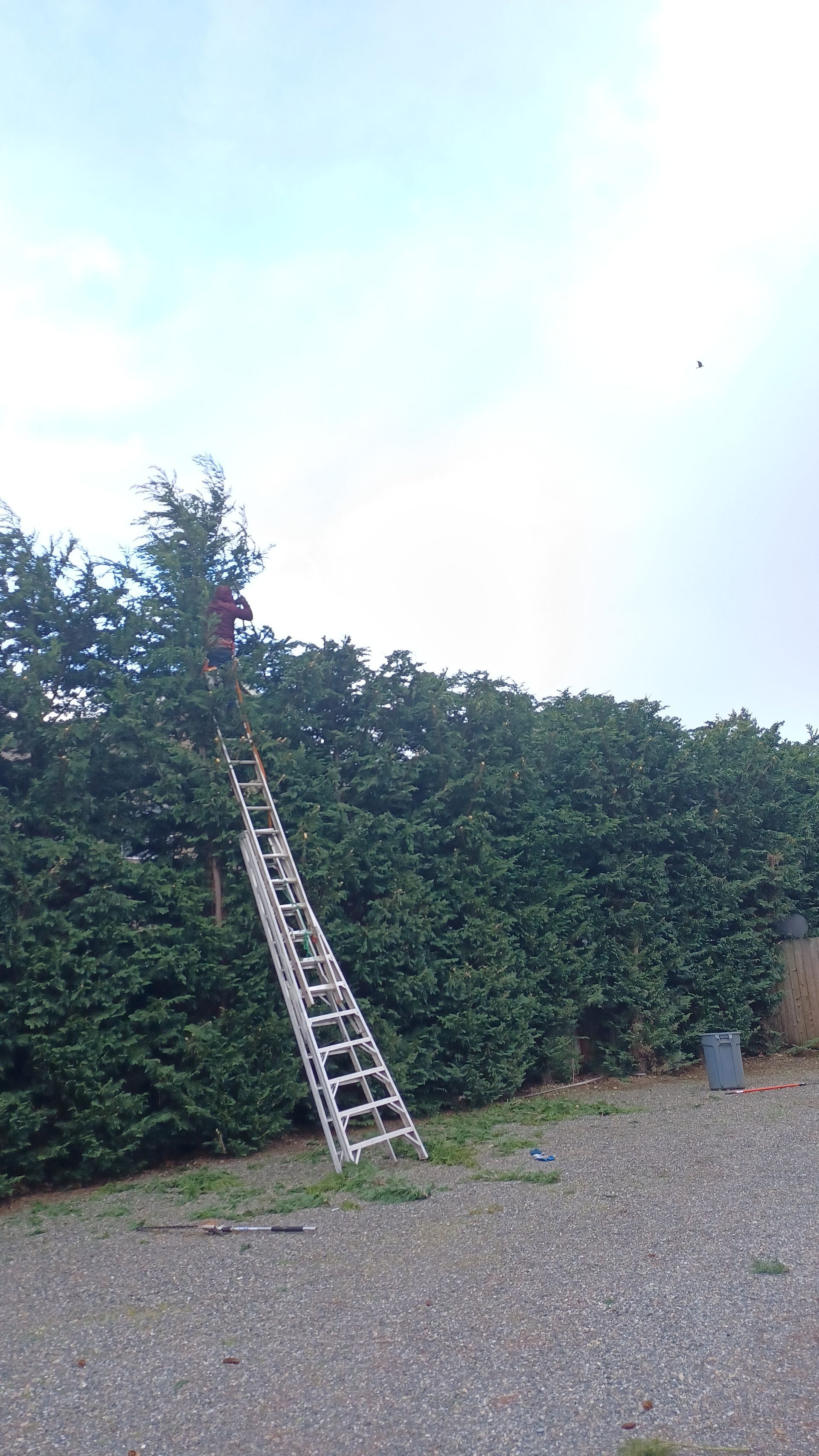 Long ladder leaning against tall hedge, with a person at the top in a gravel yard.