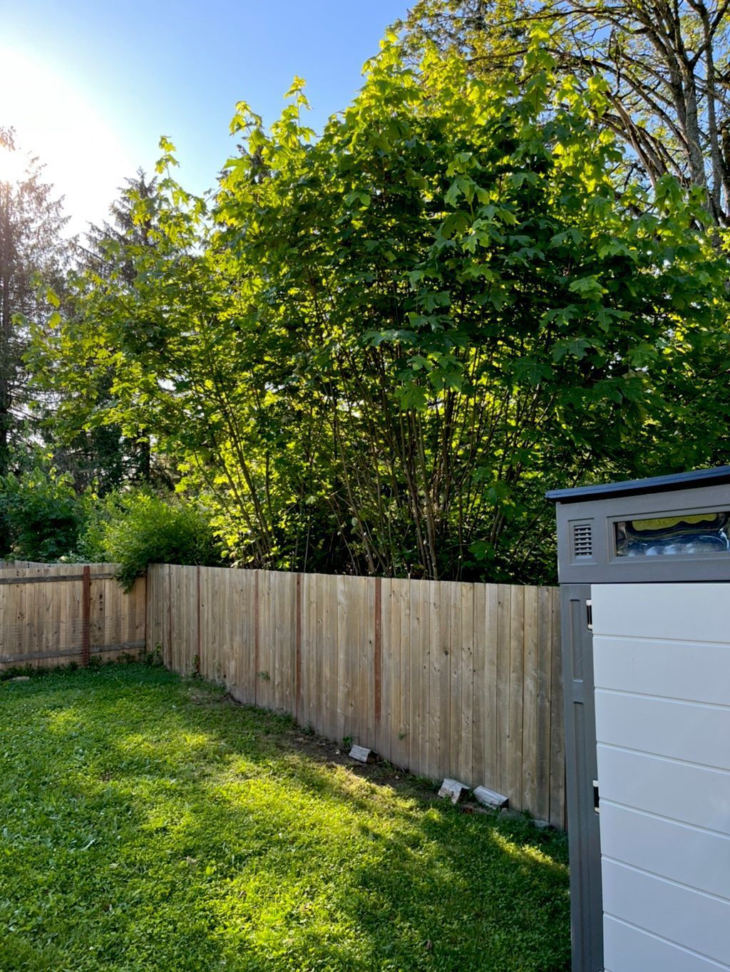 Sunny backyard with green lawn, wooden fence, tall trees, and part of a white shed on the right