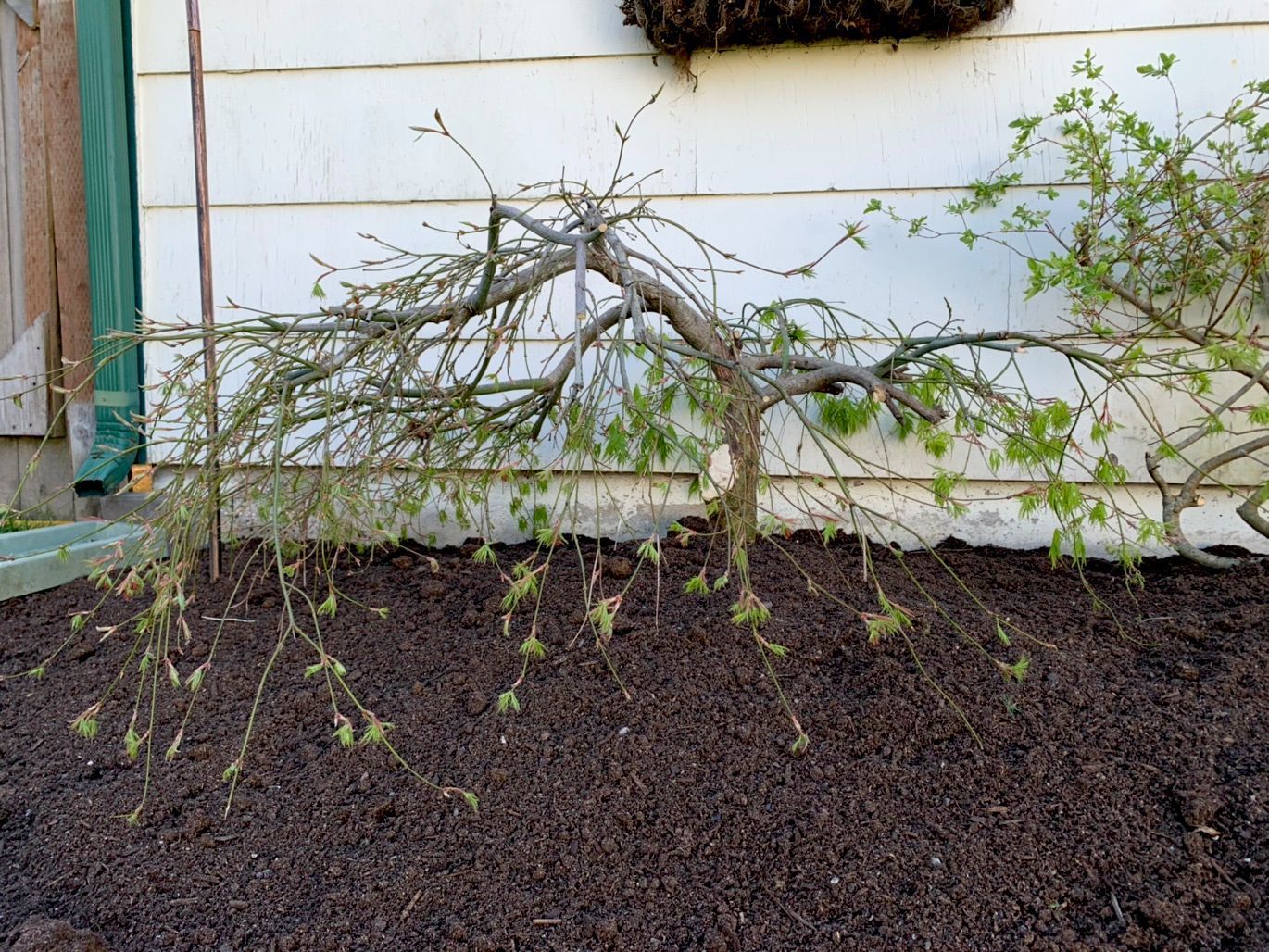 Bent, sparse shrub against a white house wall with dark mulch below