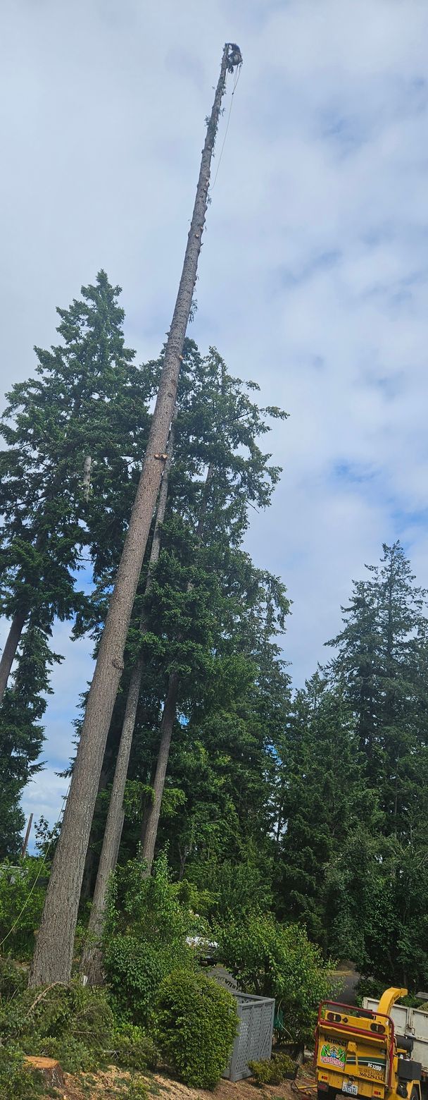 Tall tree-removal crane beside a towering tree in a wooded area under a cloudy sky
