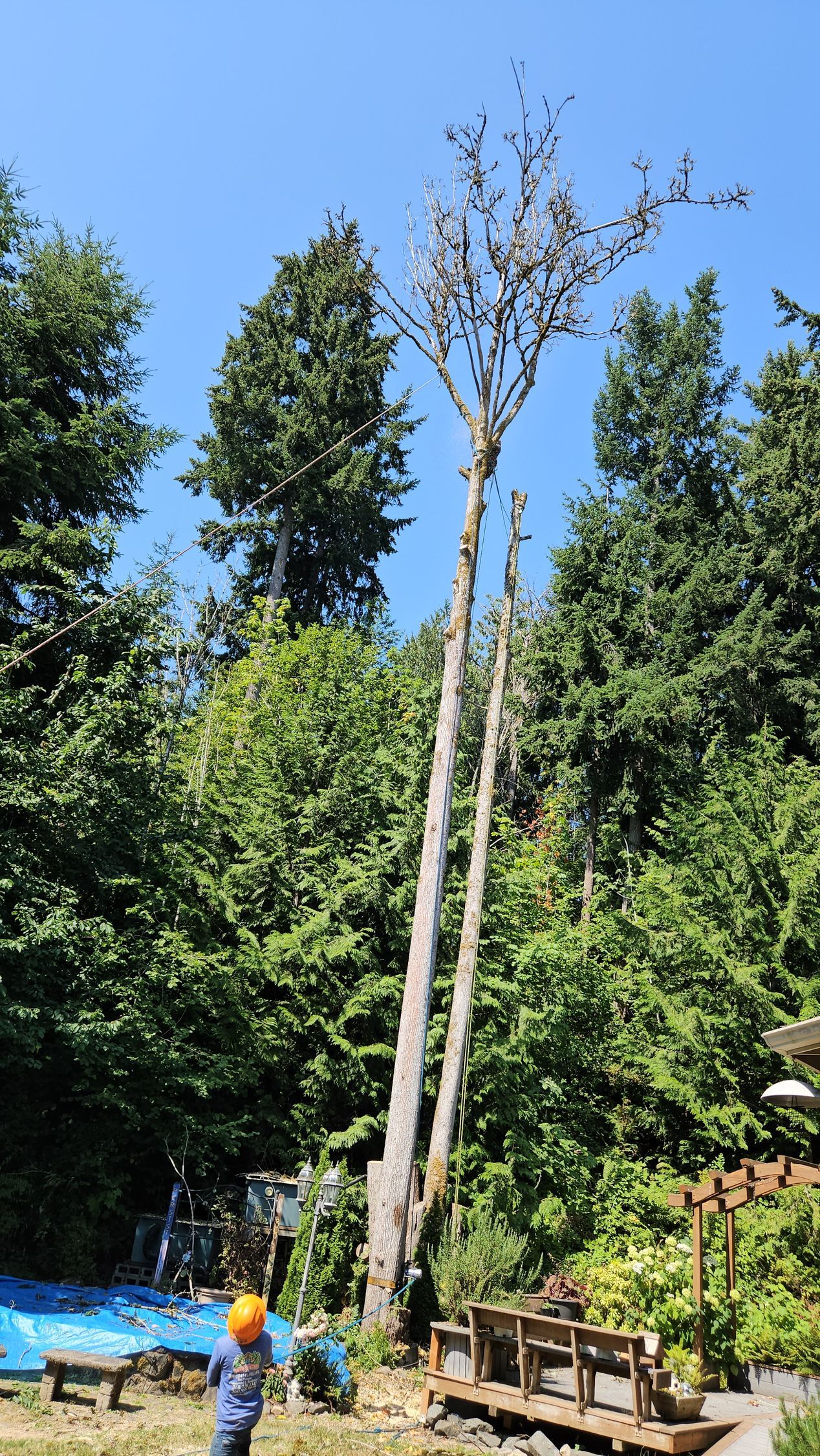 A person is standing next to a large tree in the middle of a forest.