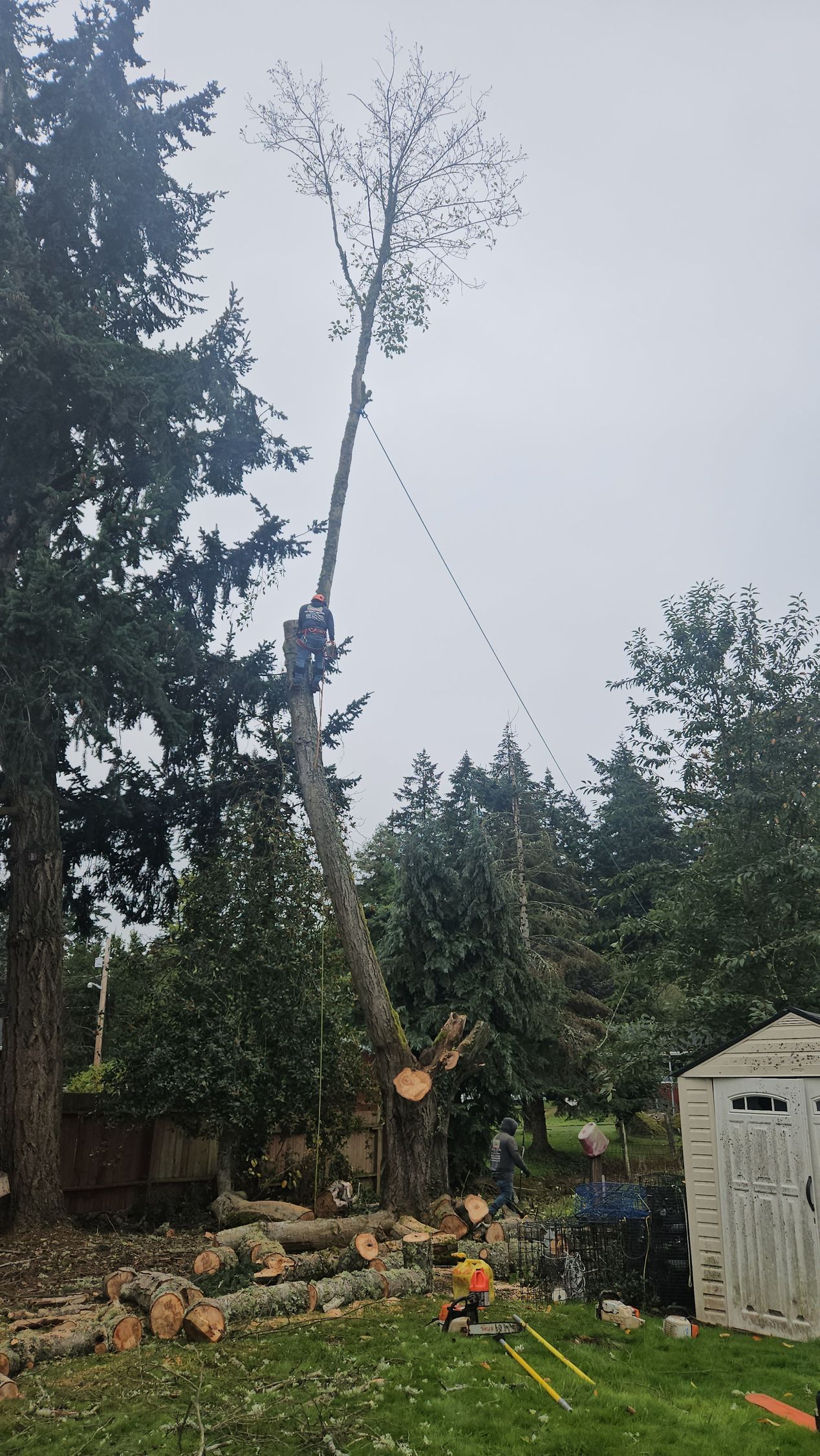 Tall tree being removed in a yard, with logs stacked near a white shed and forested background
