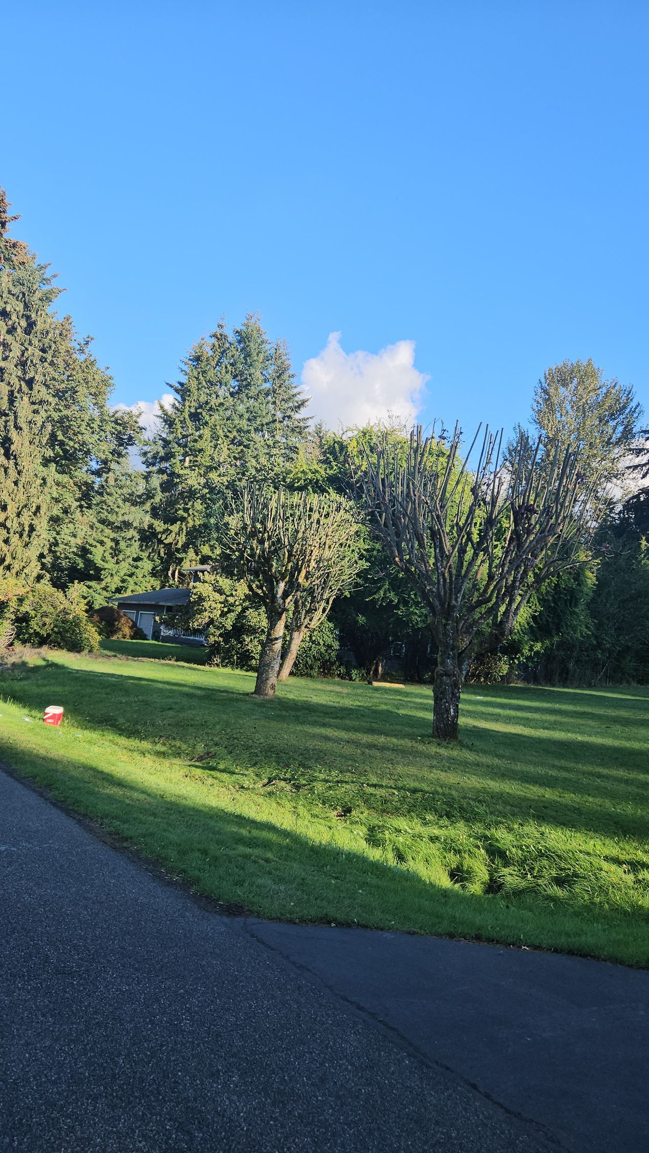 Sunlit grassy park with trees and a paved path under a clear blue sky
