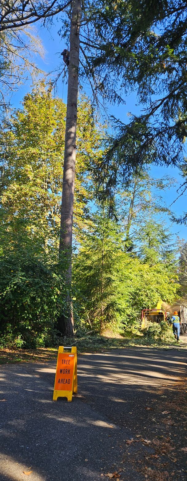 Tall tree with a partial cut, warning sign in the foreground, sunny day.