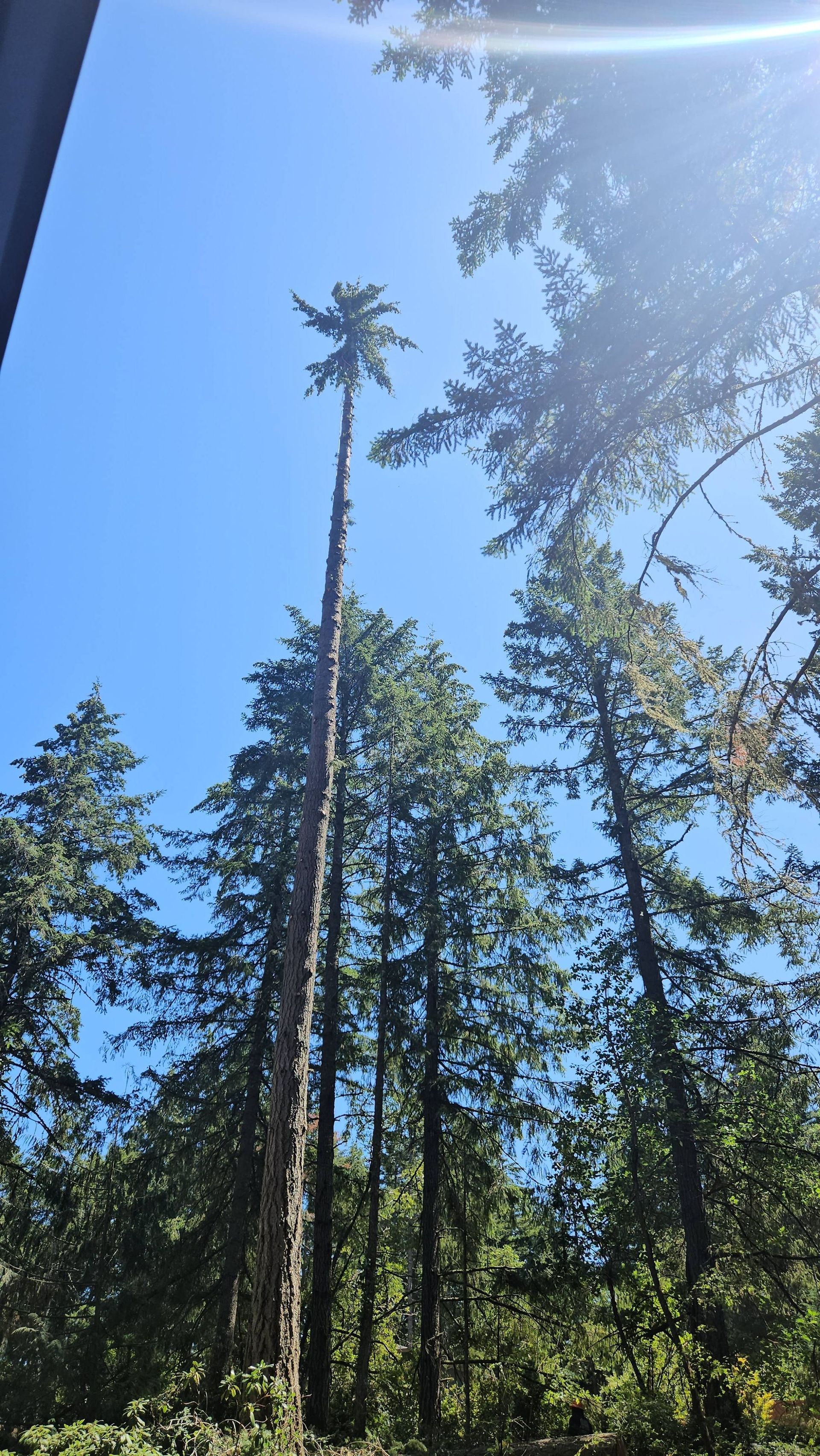 Tall evergreen trees reaching into a bright blue sky with sunlight streaming through the forest canopy