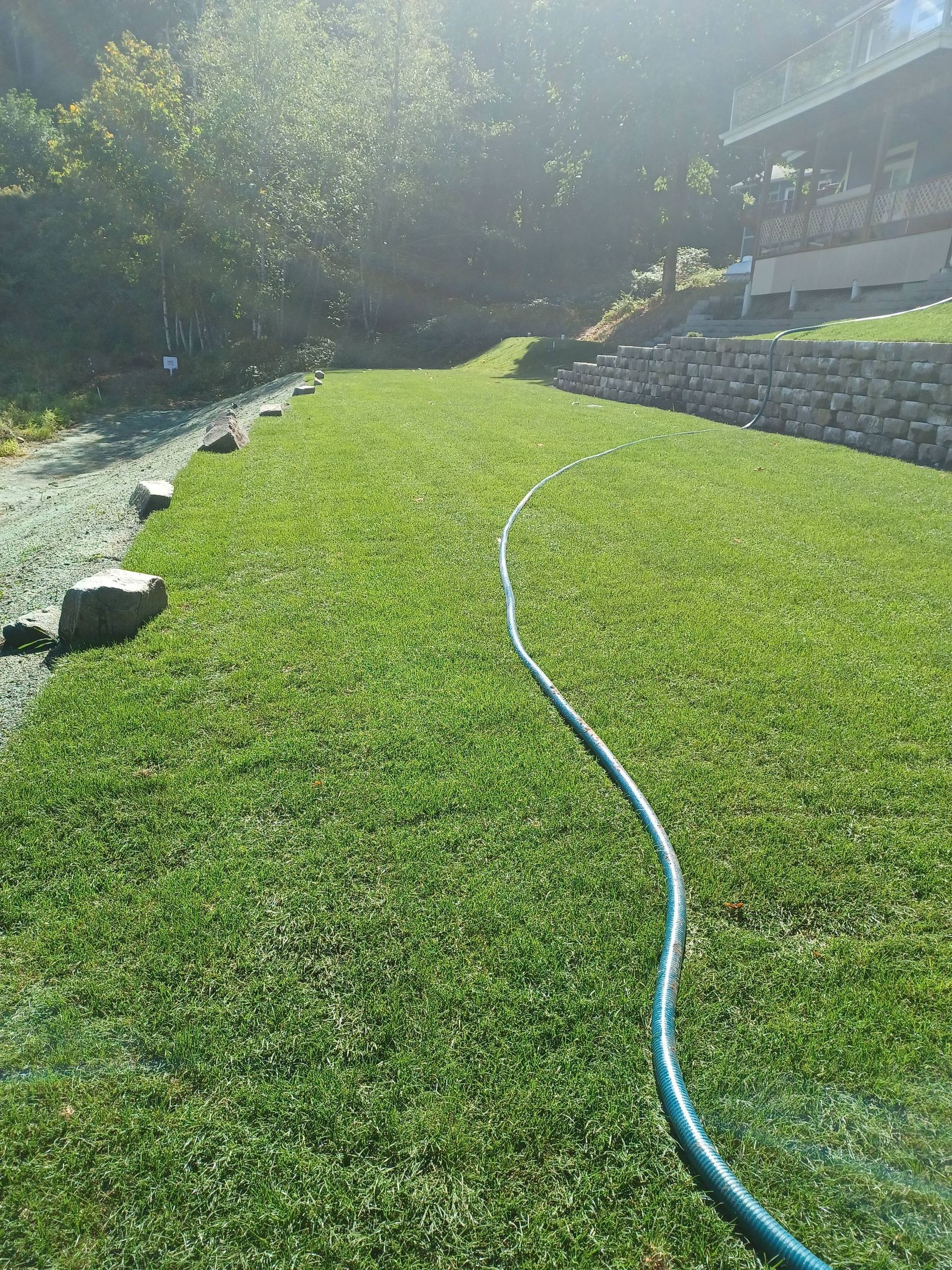 Bright green lawn being watered by a blue hose beside a stone-edged path and house