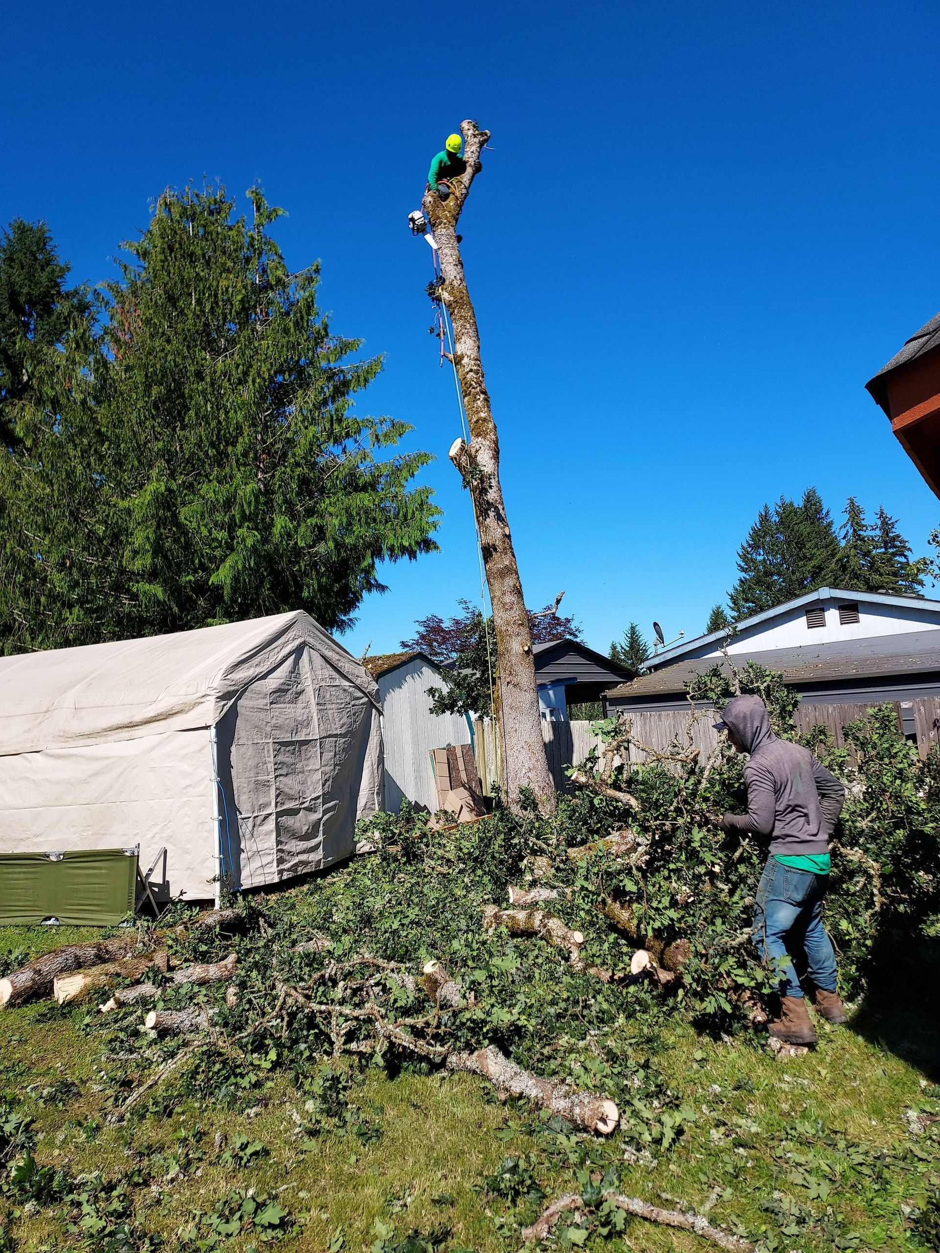 Person trimming a tall tree in a backyard beside a shed, with branches piled on the grass.