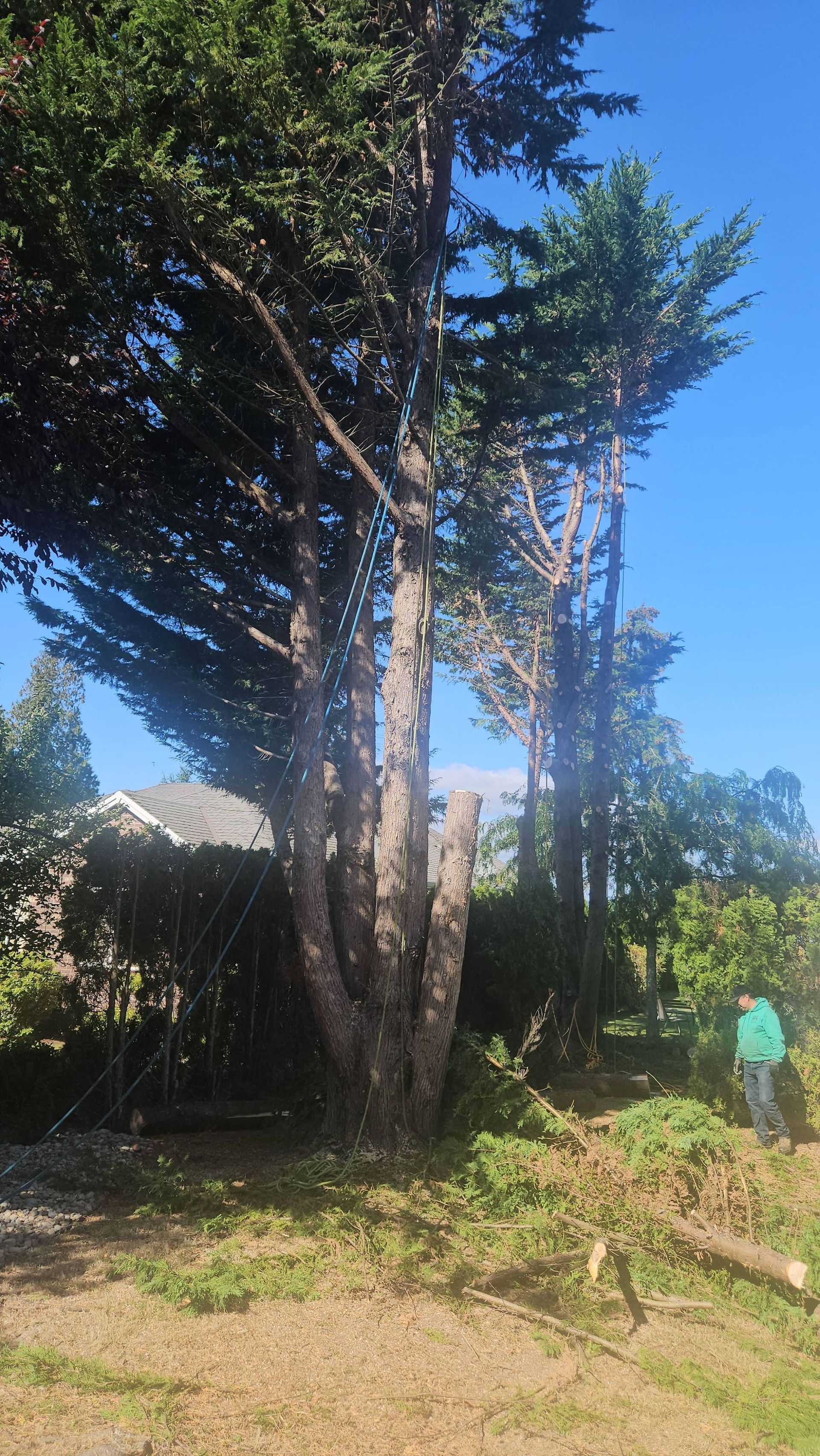 Tall tree in a grassy yard under a blue sky, with a person standing at the right edge.