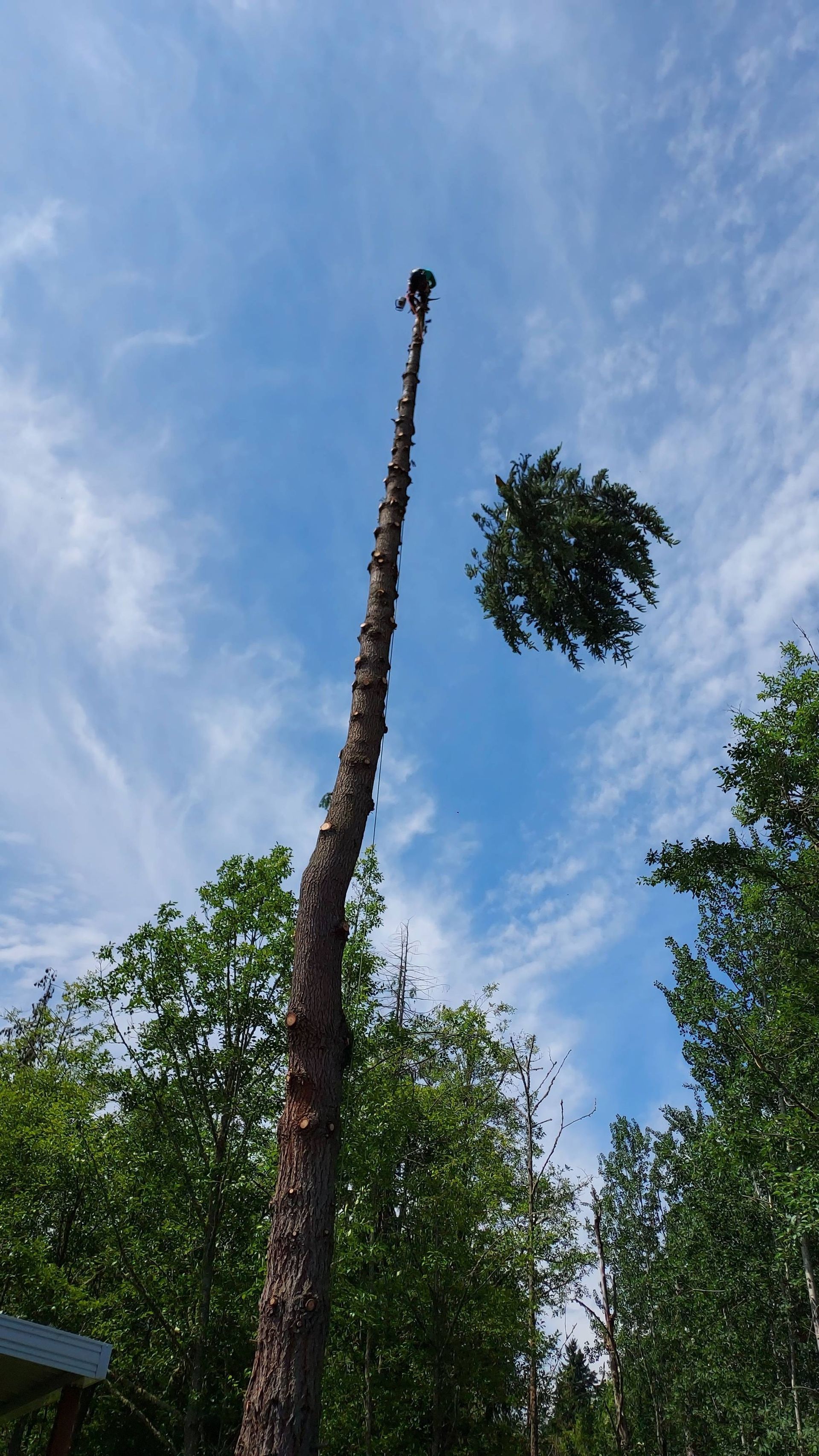 Tall, bare tree trunk with a small leafy crown against a blue sky, surrounded by green trees