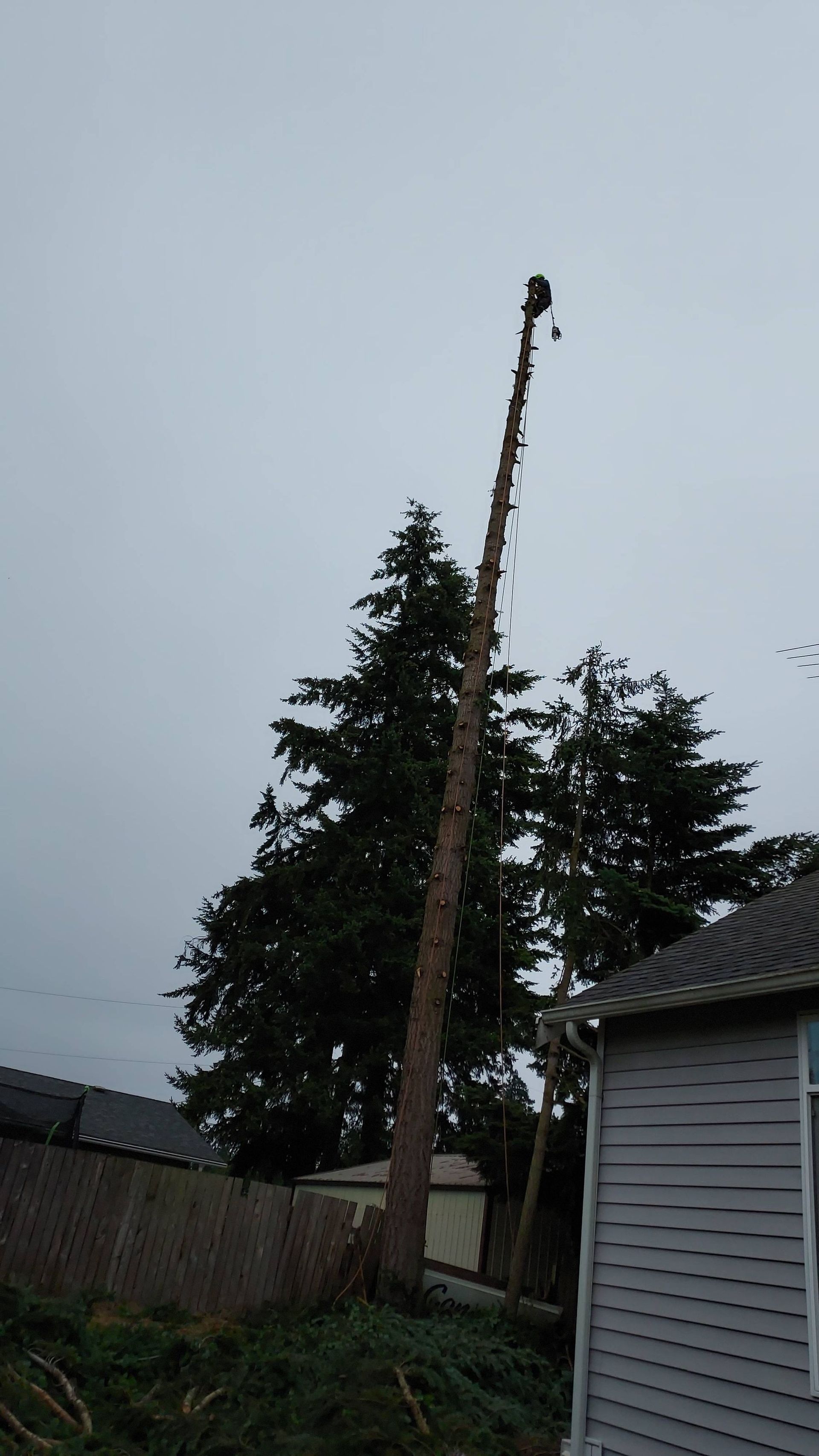 Tall leaning utility pole beside evergreen trees and a gray house in a backyard.
