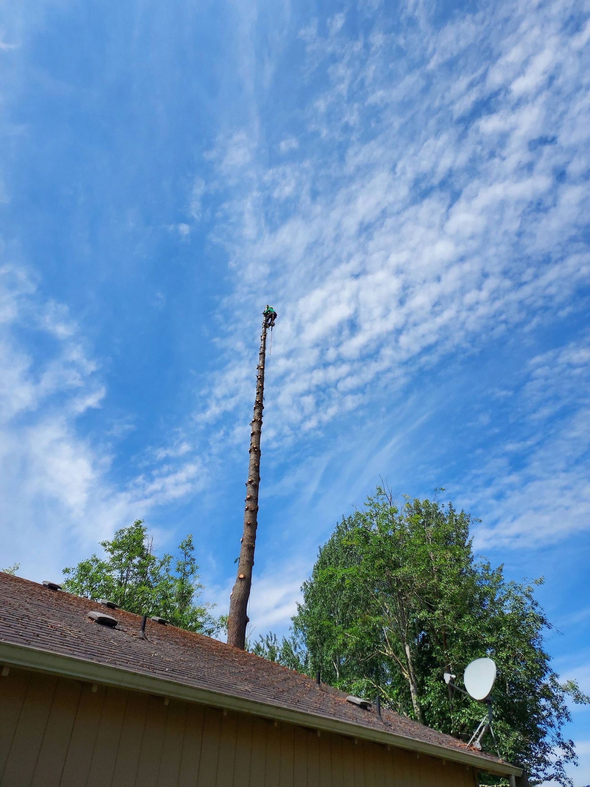 Tall bare tree trunk above a house roof under a blue, cloud-streaked sky
