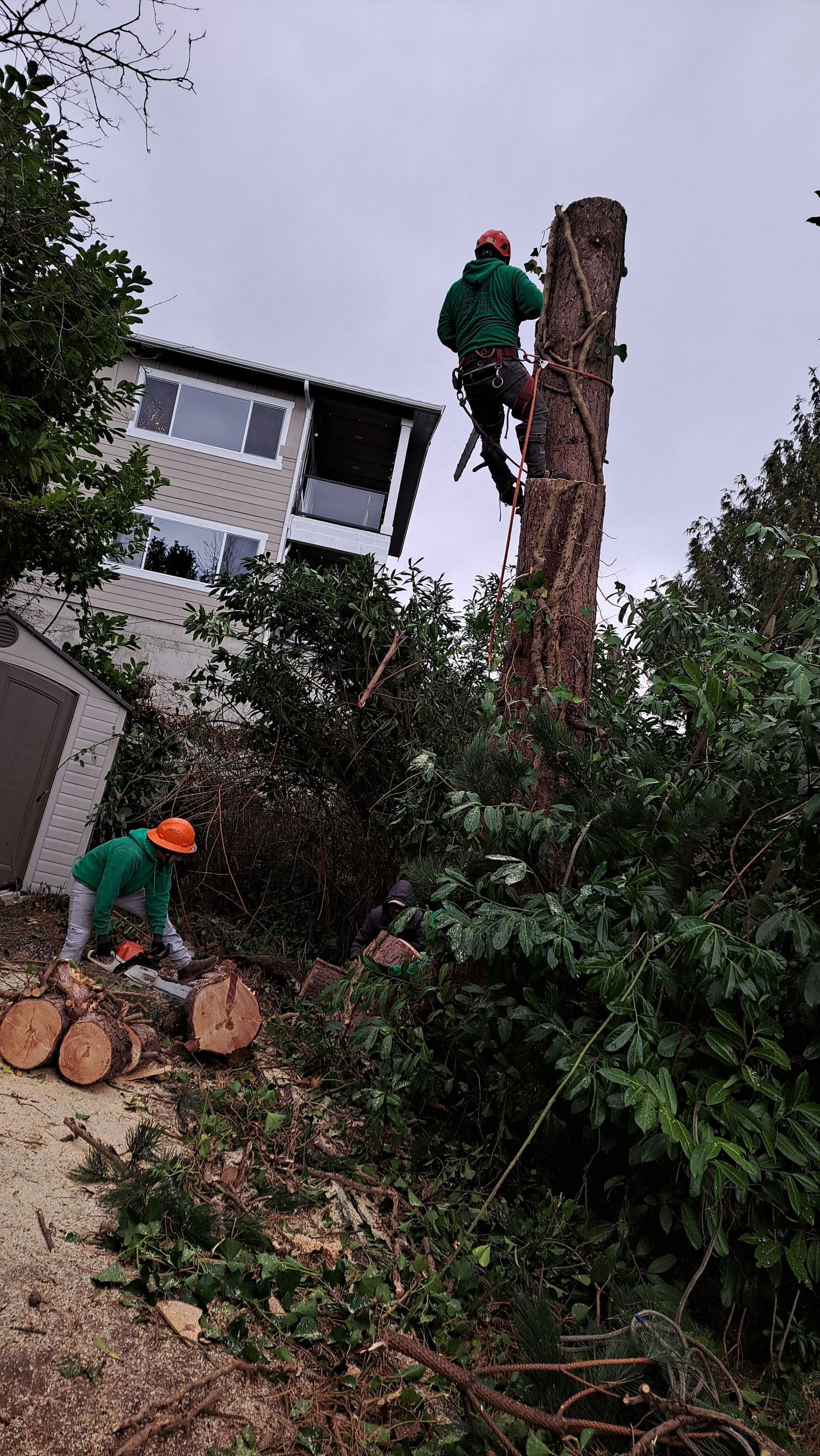 Two workers in green gear trimming a tall tree beside a house, one climbing near the top and one below with logs.