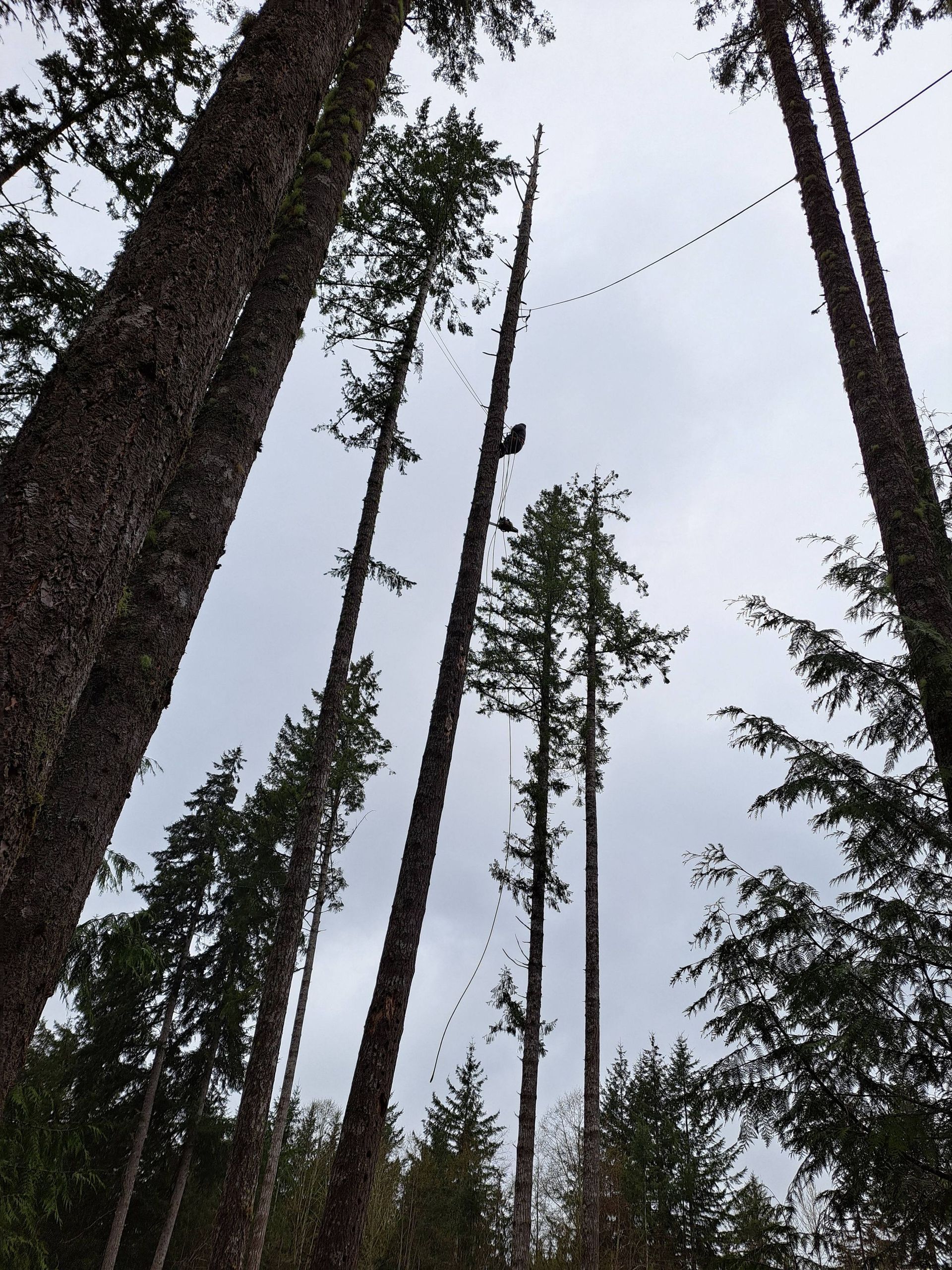 Tall pine trees reaching into a cloudy sky, viewed from below in a forest.