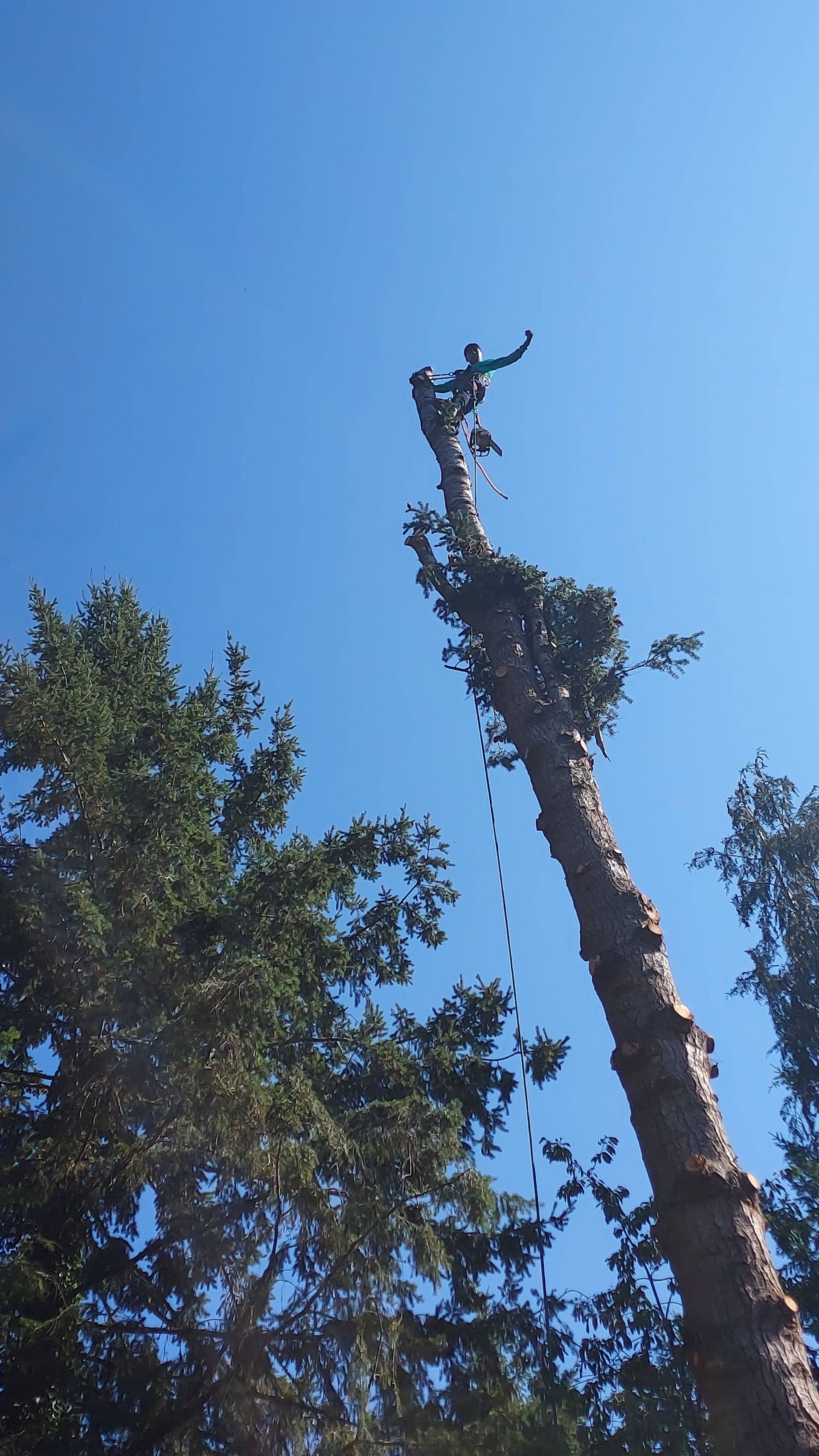 Tall tree trunk being trimmed against a clear blue sky, with green trees below.
