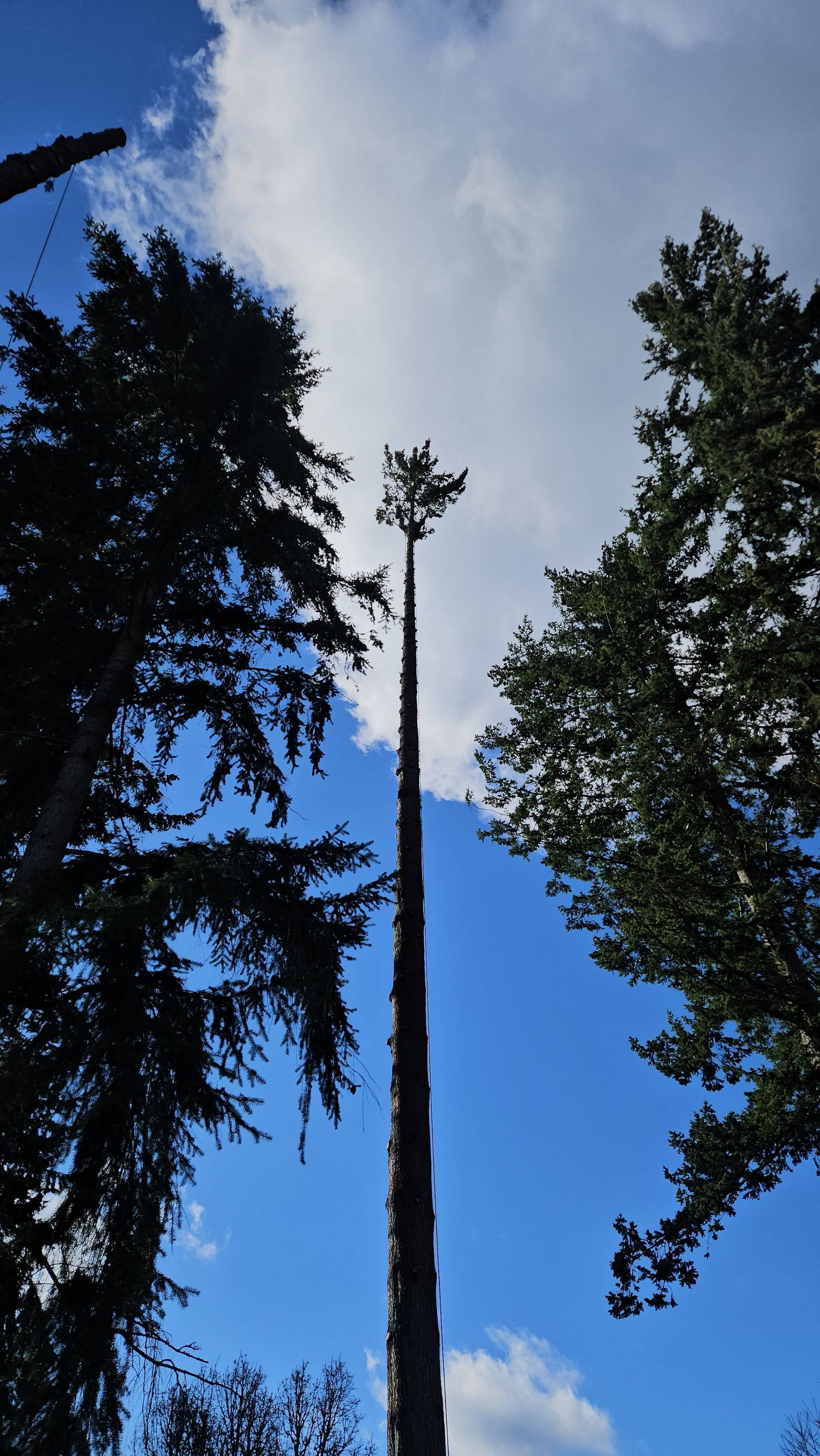 Tall tree trunks and treetops silhouetted against a blue sky with white clouds