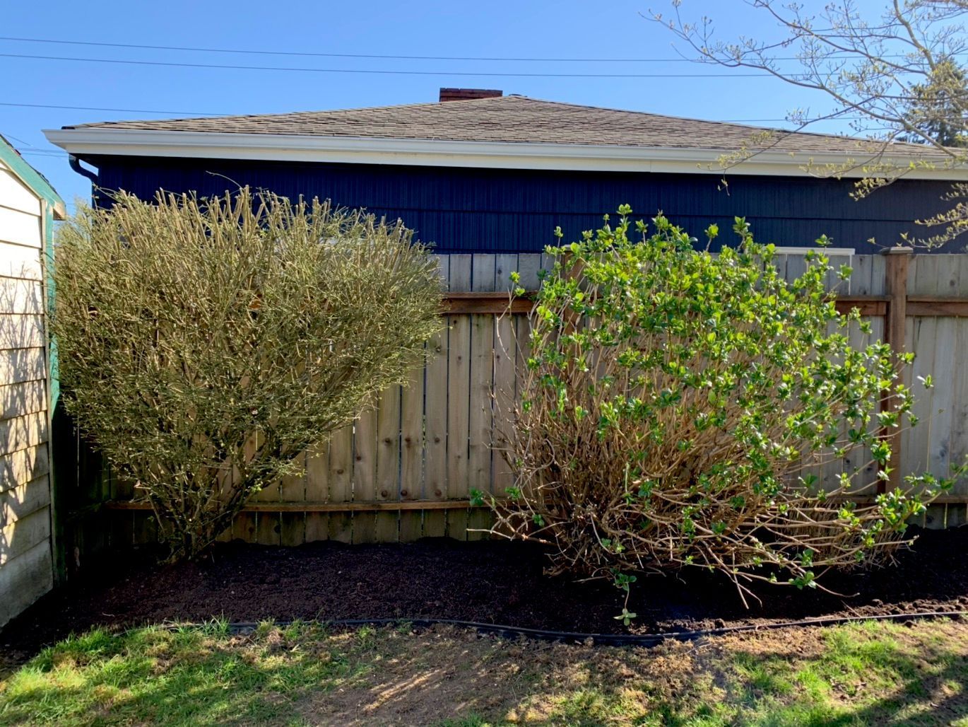 Backyard fence with two bushes, a blue house behind, and a clear sky above