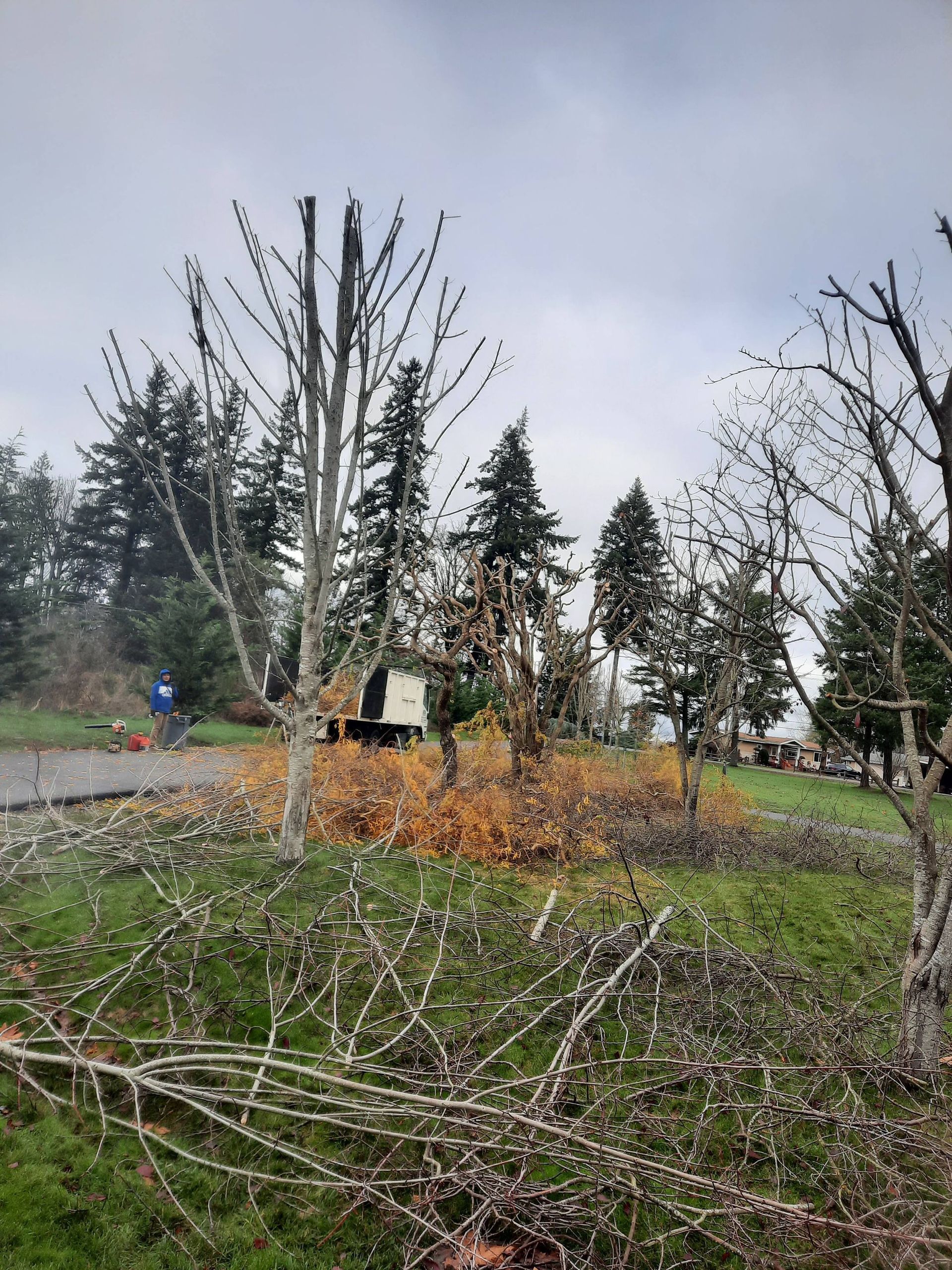 Leafless trees and a small roadside clearing with green grass and a yellow vehicle under a gray sky