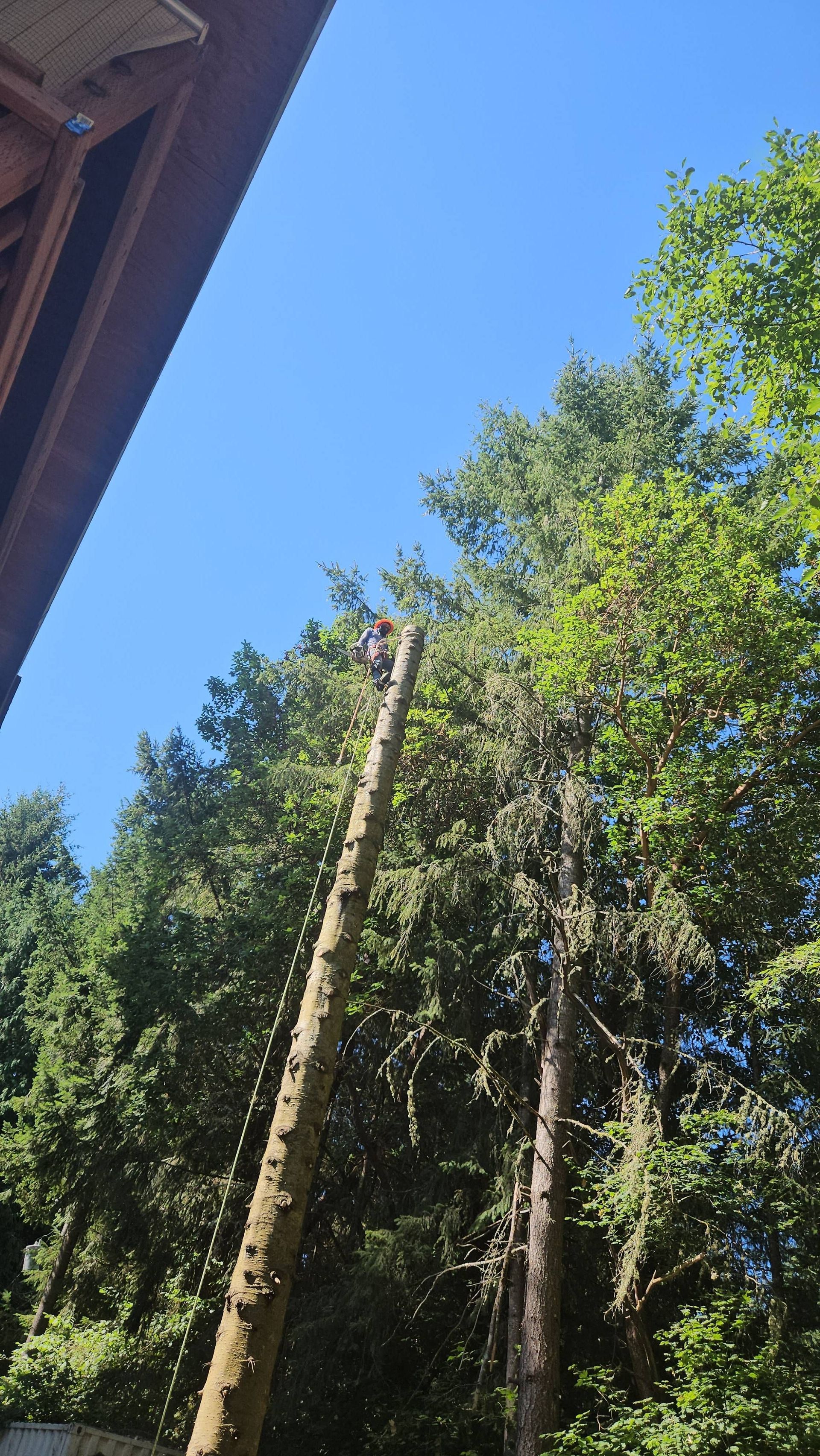 Tall trees against a clear blue sky beside a building roofline