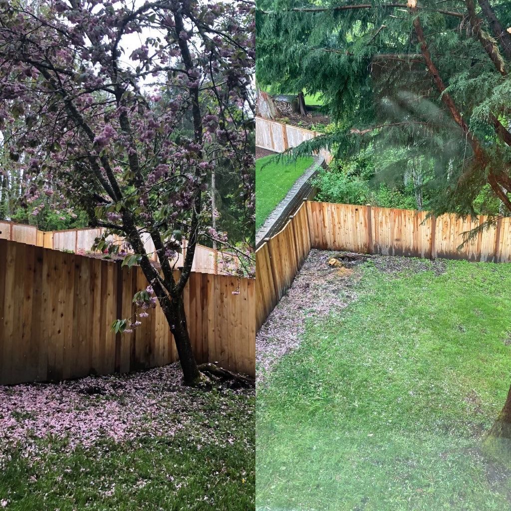 Backyard with wooden fence, flowering tree, and green lawn on a rainy day