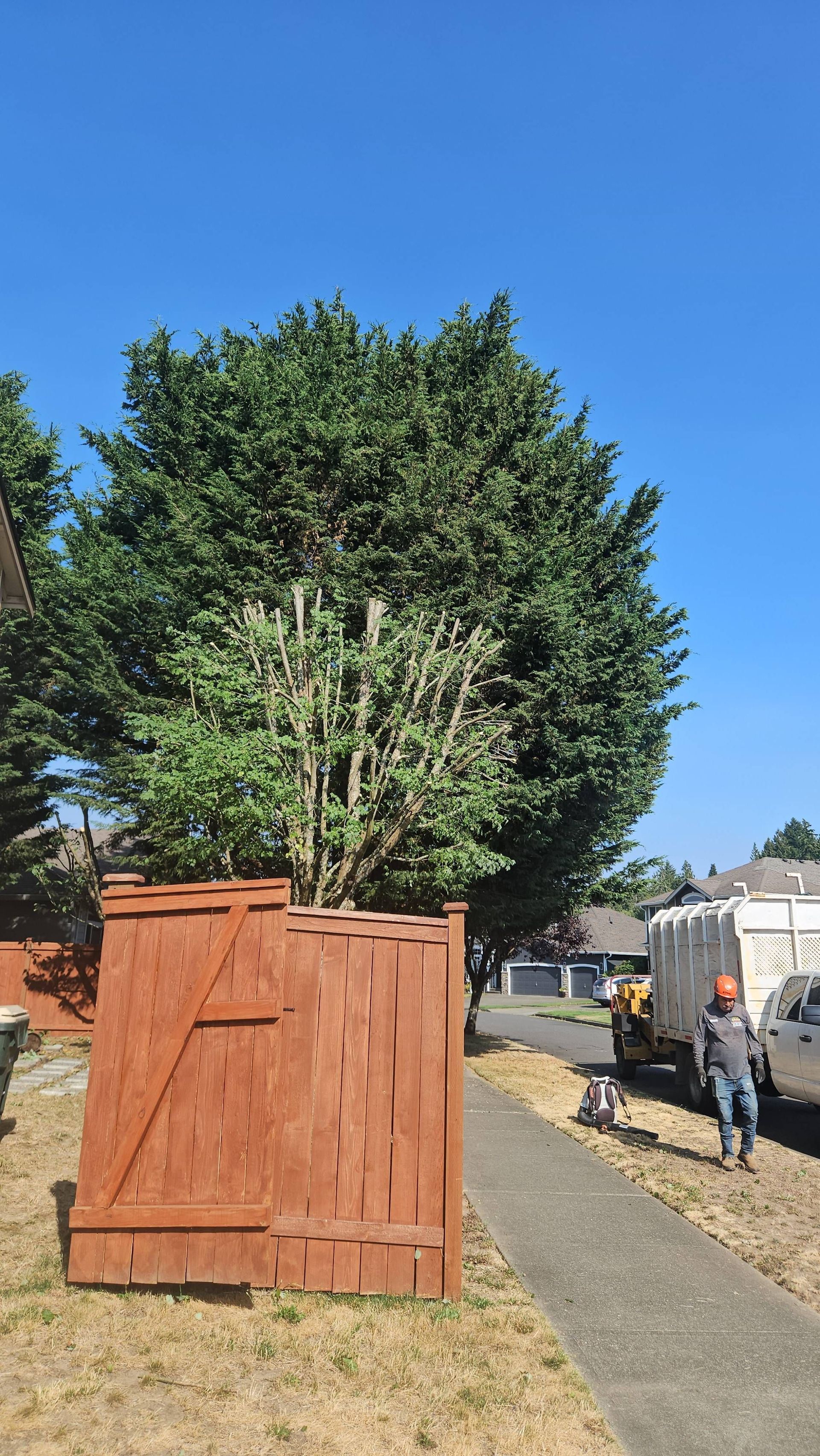 Large green tree behind a wooden dumpster enclosure beside a paved path under a clear blue sky.