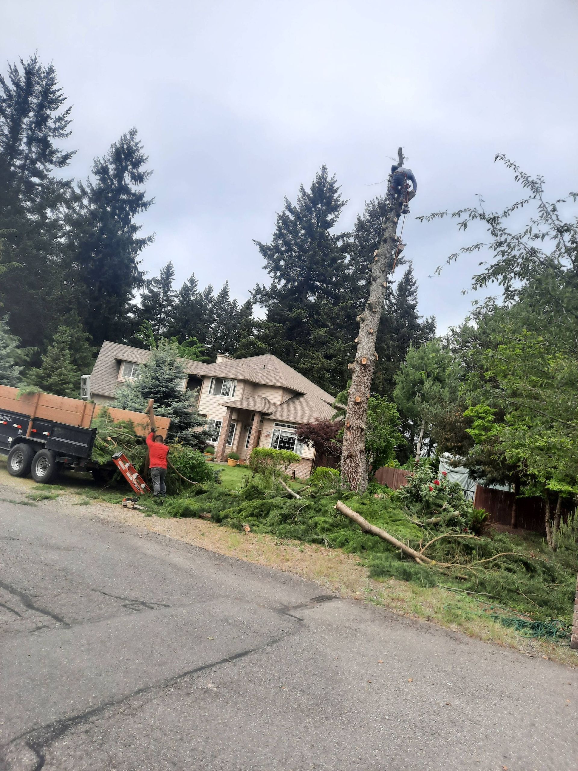 Overgrown yard with a small house, tall trees, and a tractor or trailer on a cracked roadside.