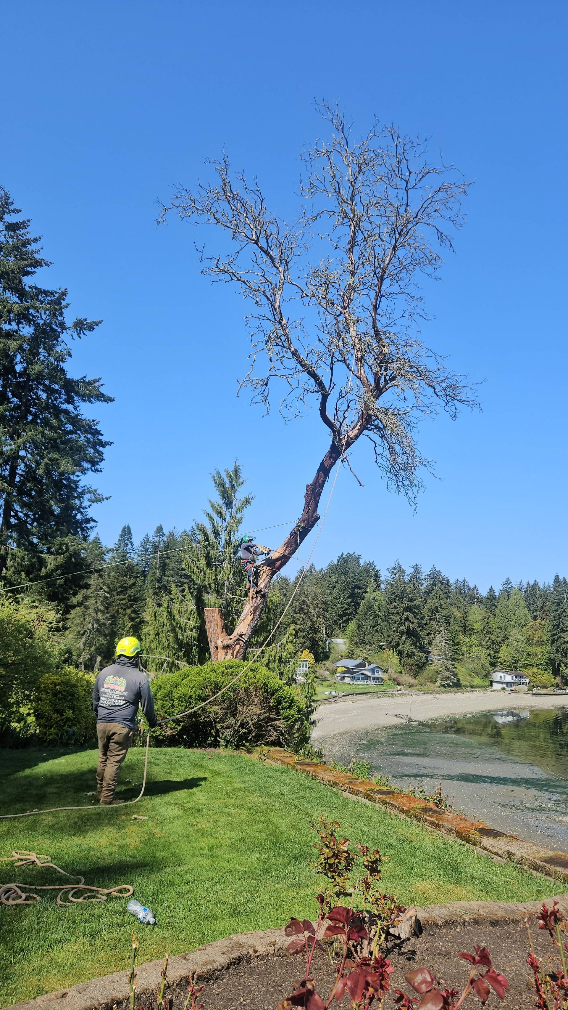 Worker in a hard hat standing on a grassy riverbank beside a tall, leafless tree and water