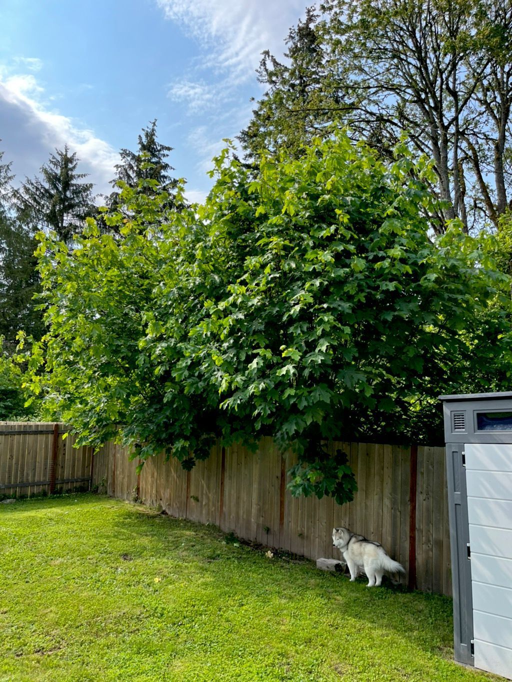 White dog walking by a wooden fence under a dense green tree in a grassy backyard, with a shed at right.
