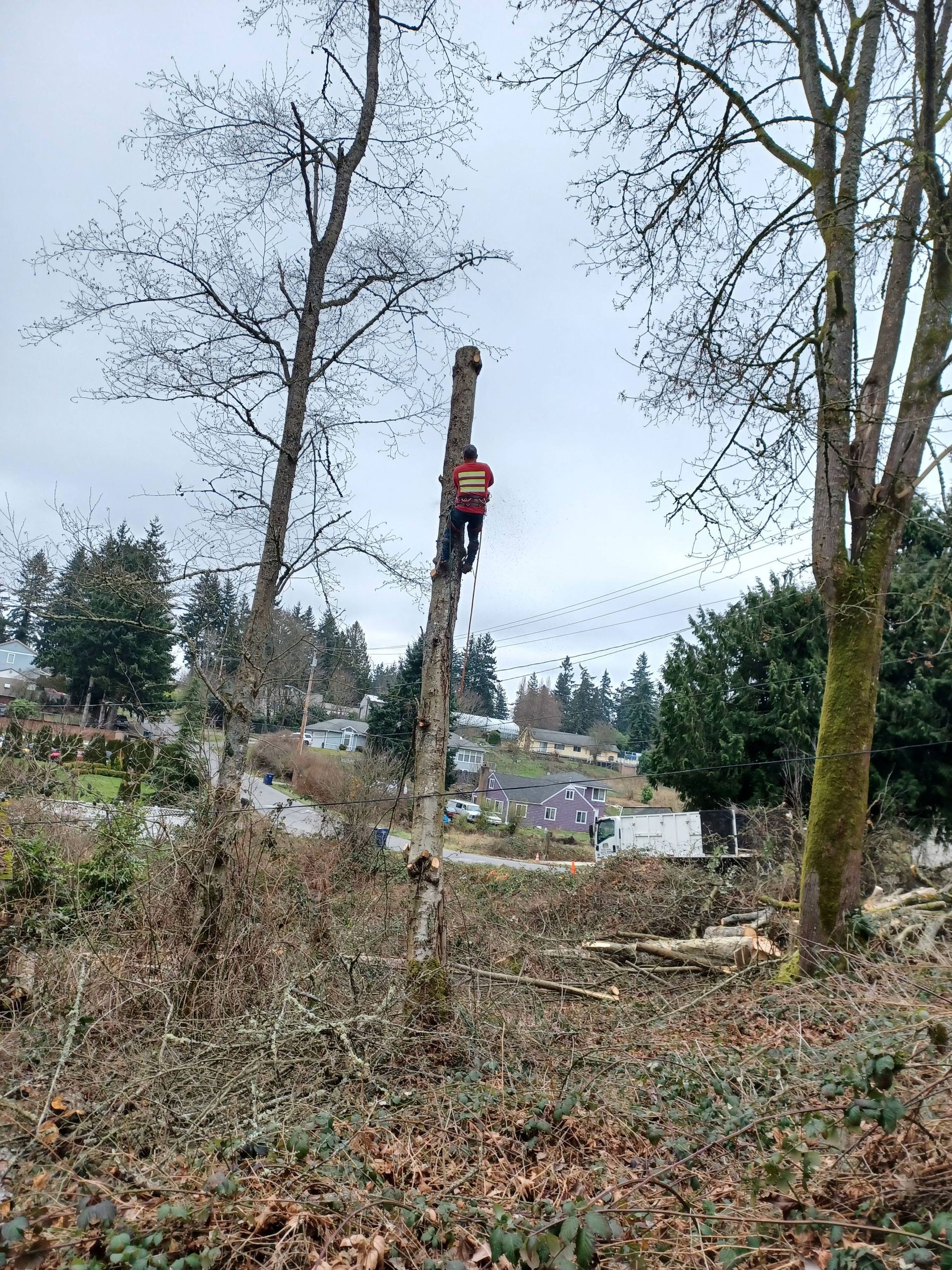 Worker high on a tree trunk using a lift in a wooded area