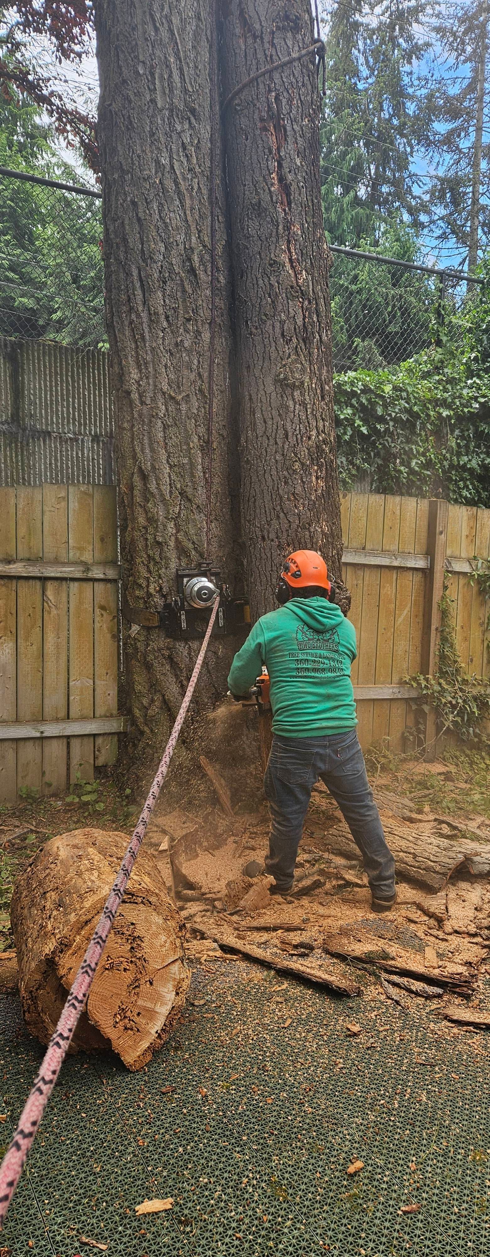 Worker in orange helmet and green jacket using a pole saw to trim a large tree in a backyard.