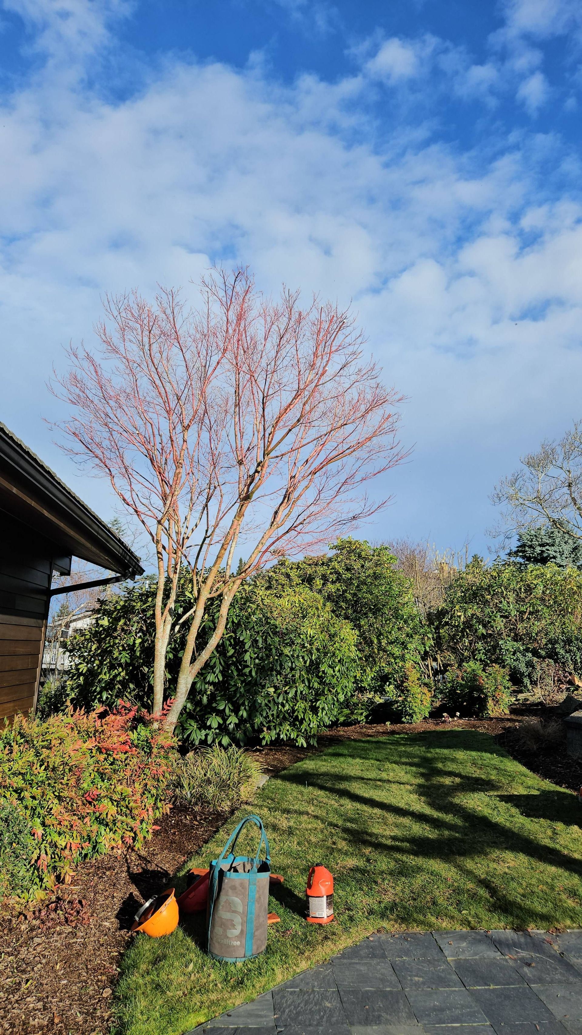 Sunny backyard with a leafless tree, hedge, lawn, and garden tools near a house.