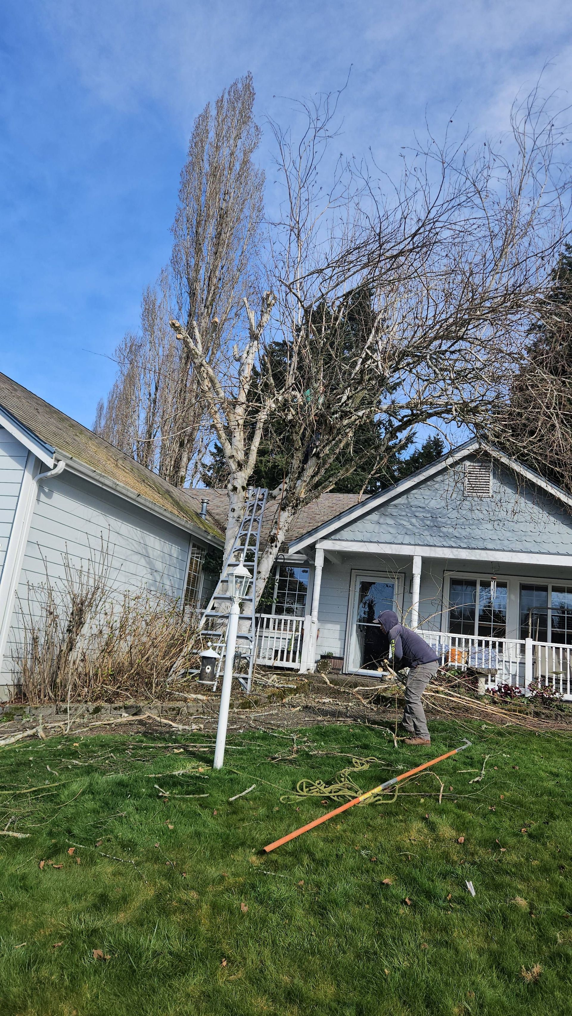 Person pruning a tall tree in front of a house, with a ladder and yard tools on the lawn.