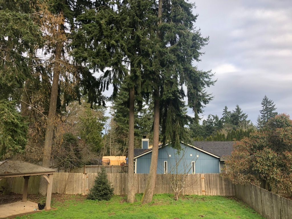 Backyard with tall evergreen trees, wooden fence, and a blue house under cloudy sky