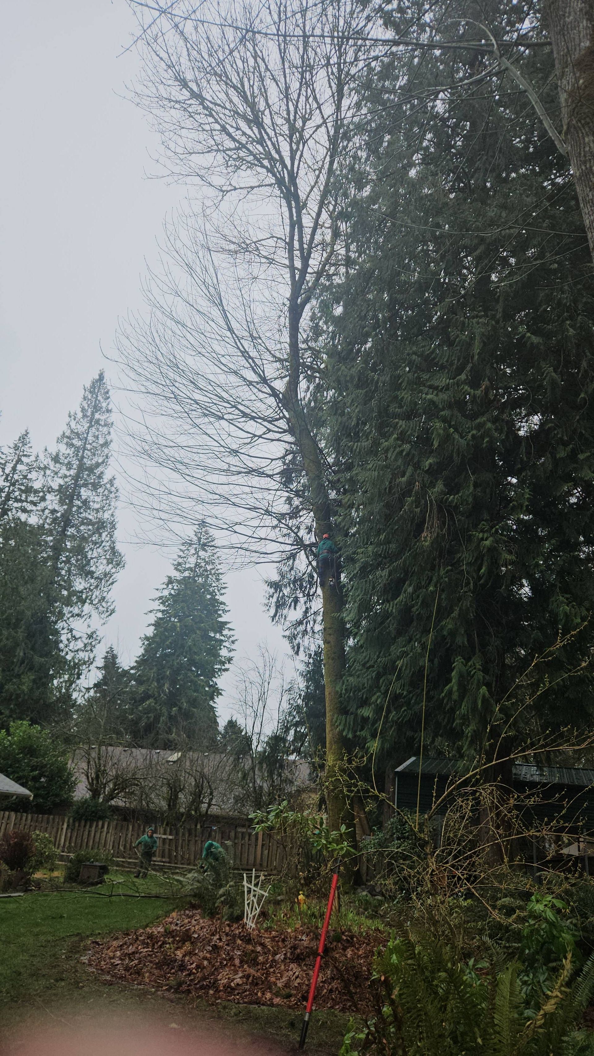 Tall bare tree and evergreen trees in a misty garden with red stakes and dense greenery.