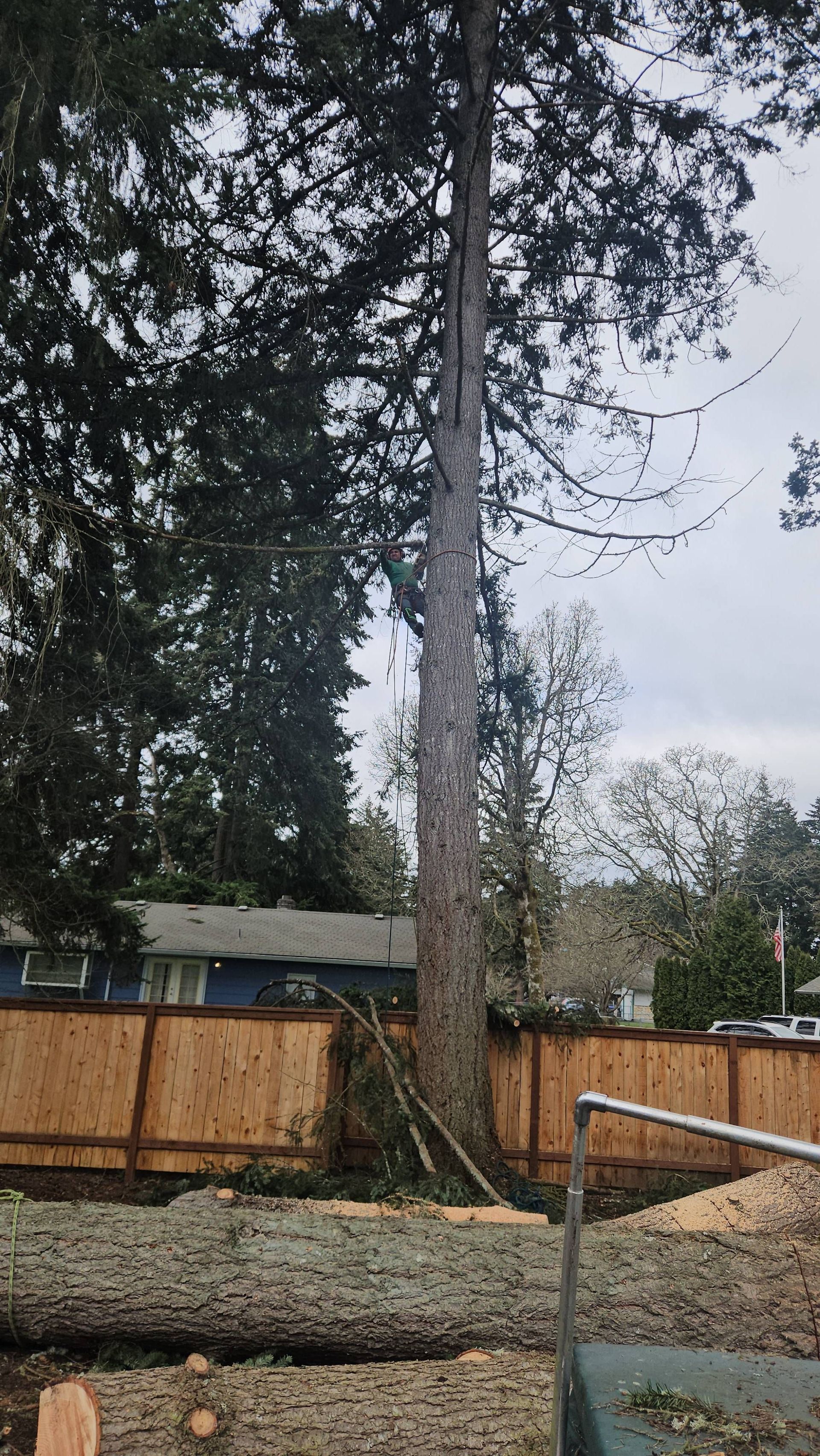 Tall tree in a backyard beside a wooden fence and gravel, with a house and cloudy sky in the background