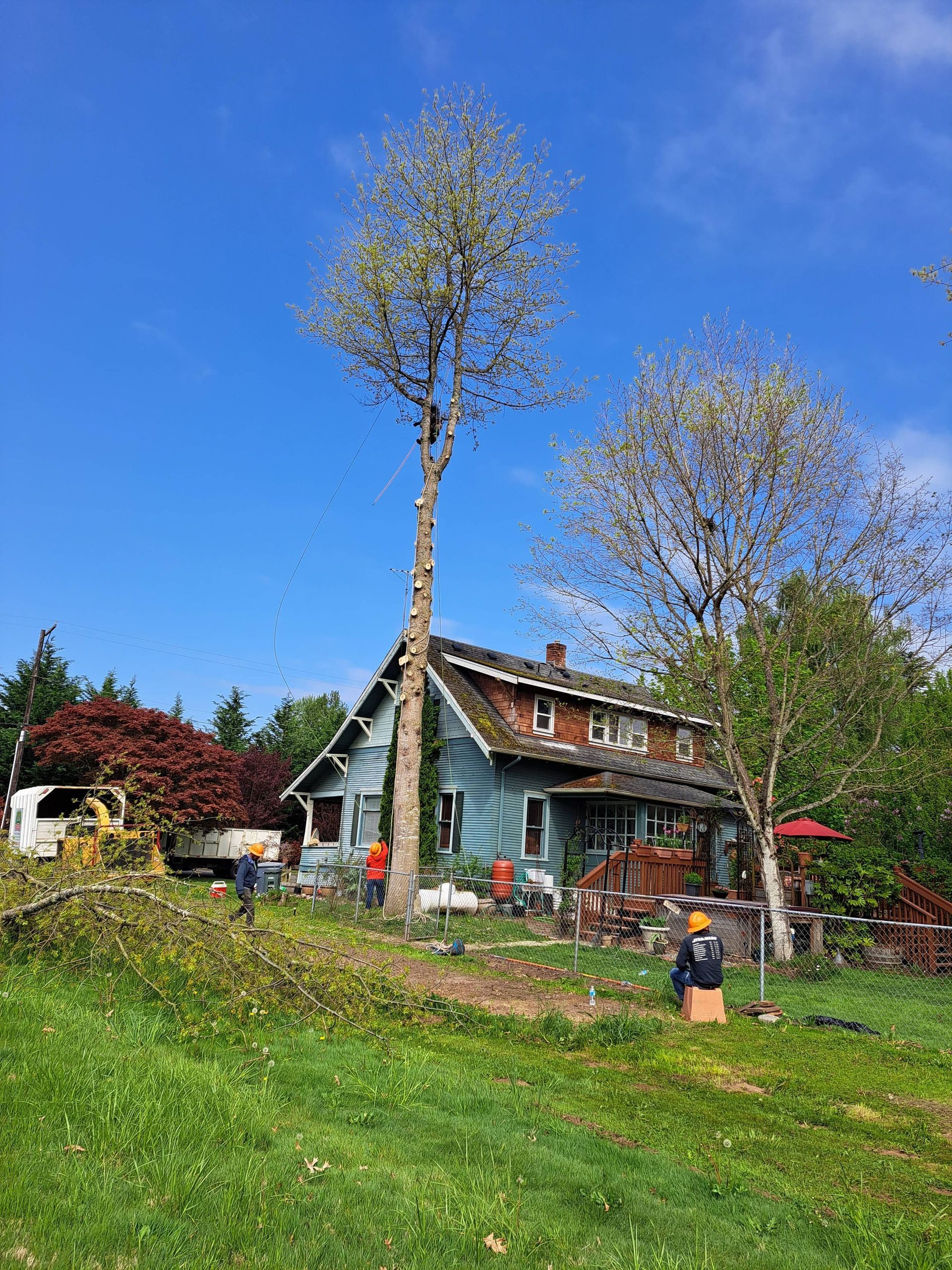 Rural house with a tall tree, green hillside, and a person standing near the garden under a blue sky