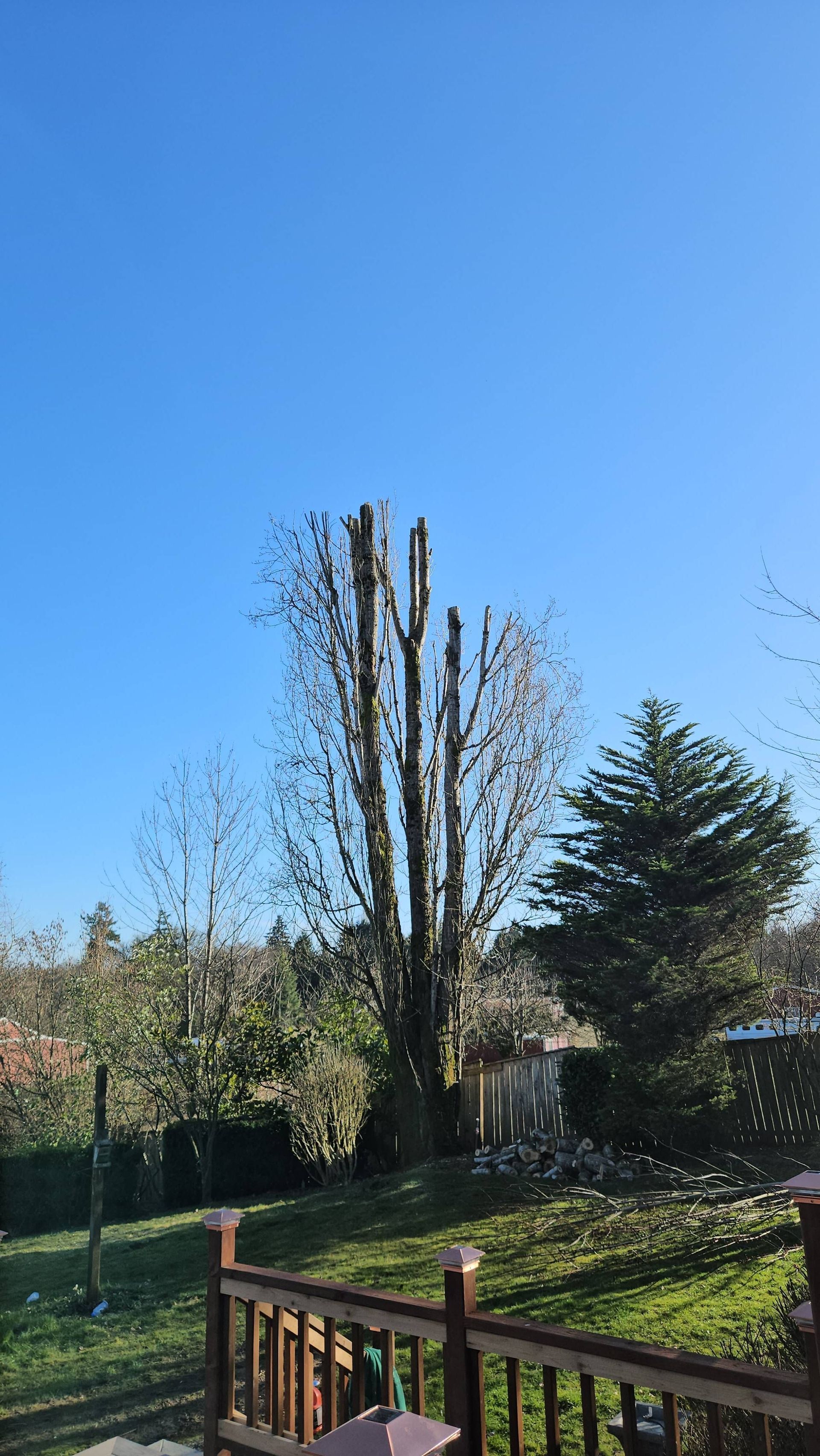 Tall pruned tree in a sunny backyard with blue sky, lawn, and wooden deck railing in foreground