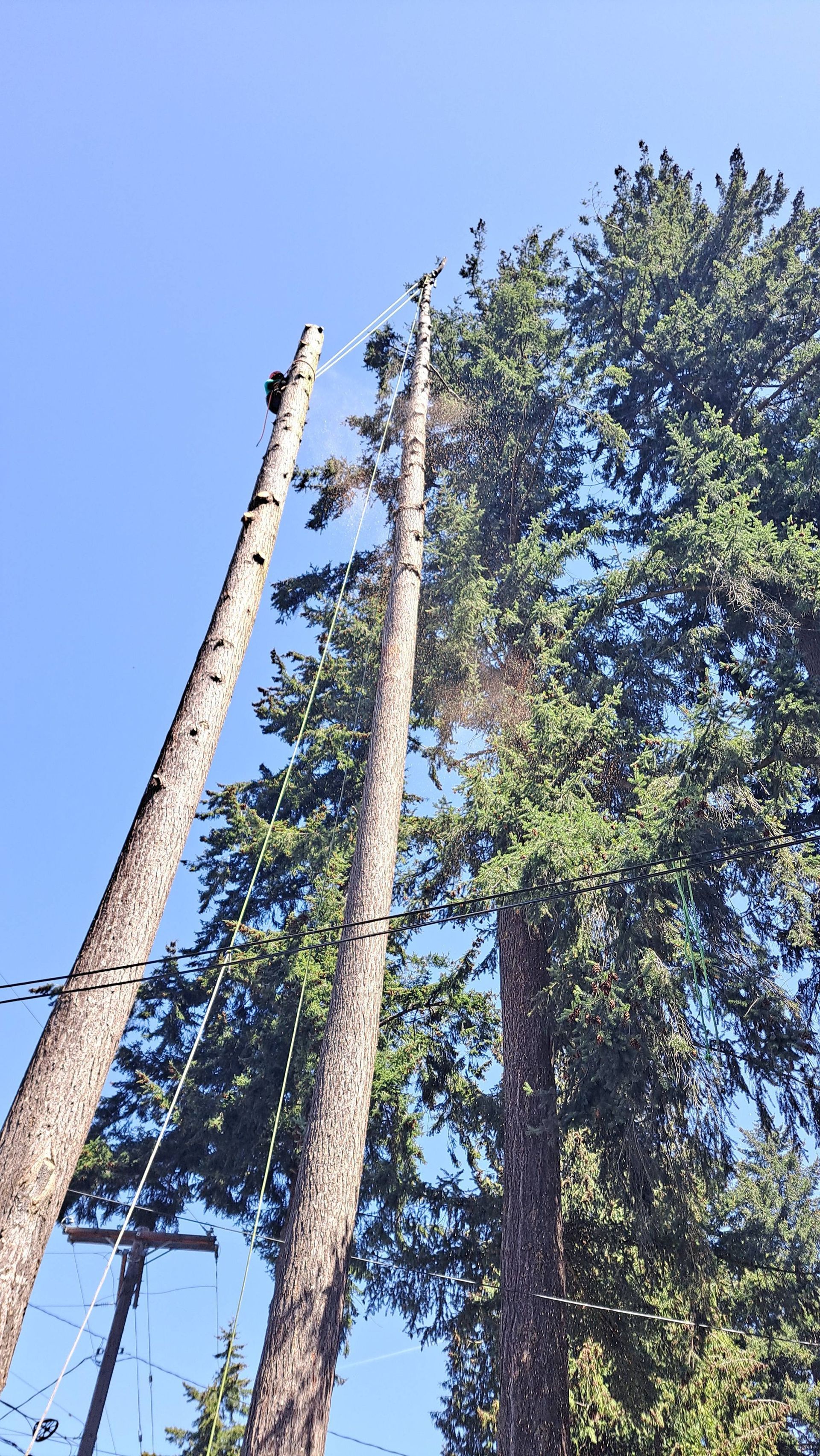 Tall trees with two bare trunks and green foliage against a bright blue sky.