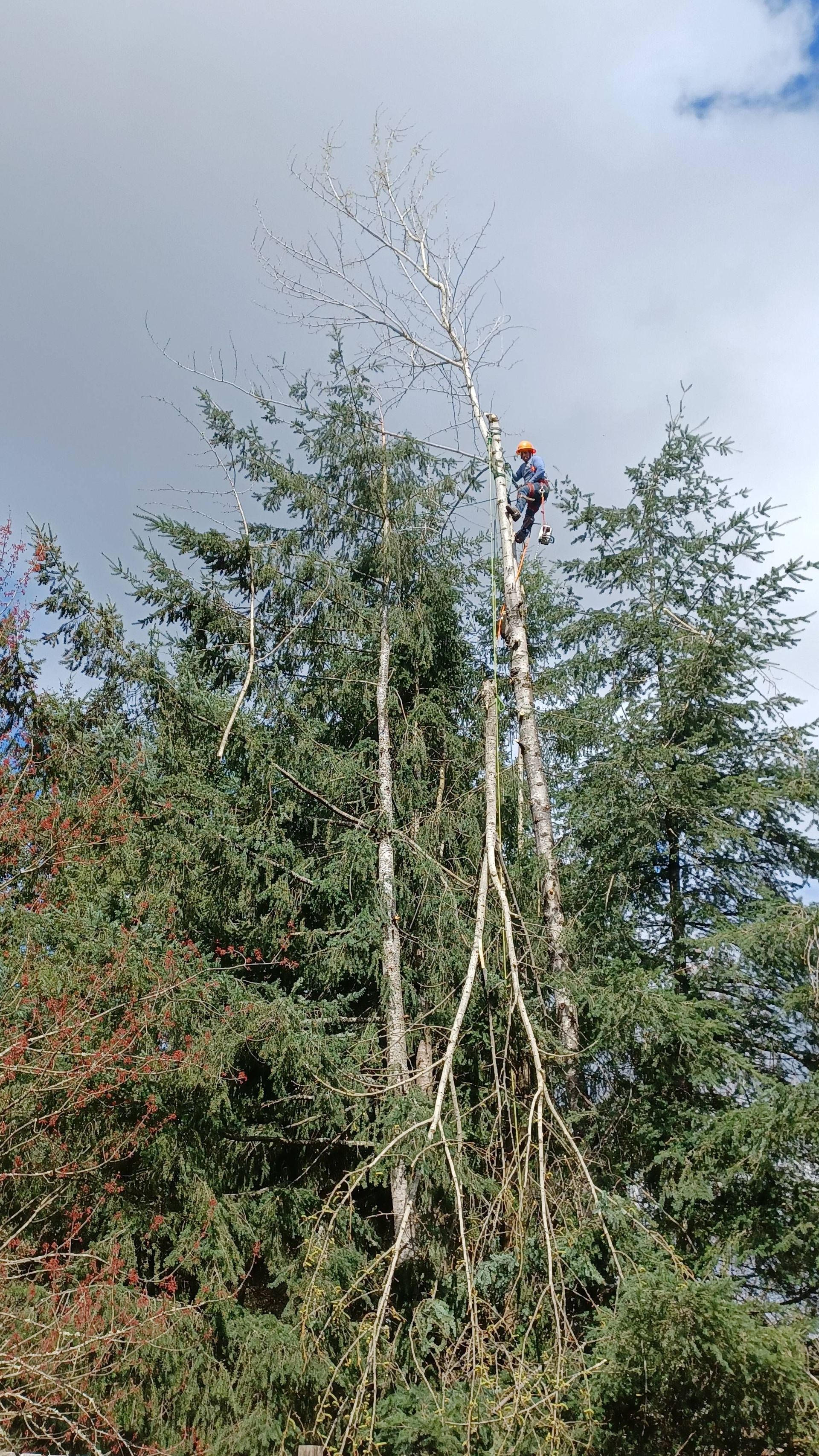 Person climbing a tall tree above dense green foliage under a partly cloudy sky