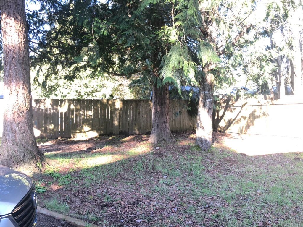 Wooded backyard with tall trees, a wooden fence, and patchy grass in sunlight